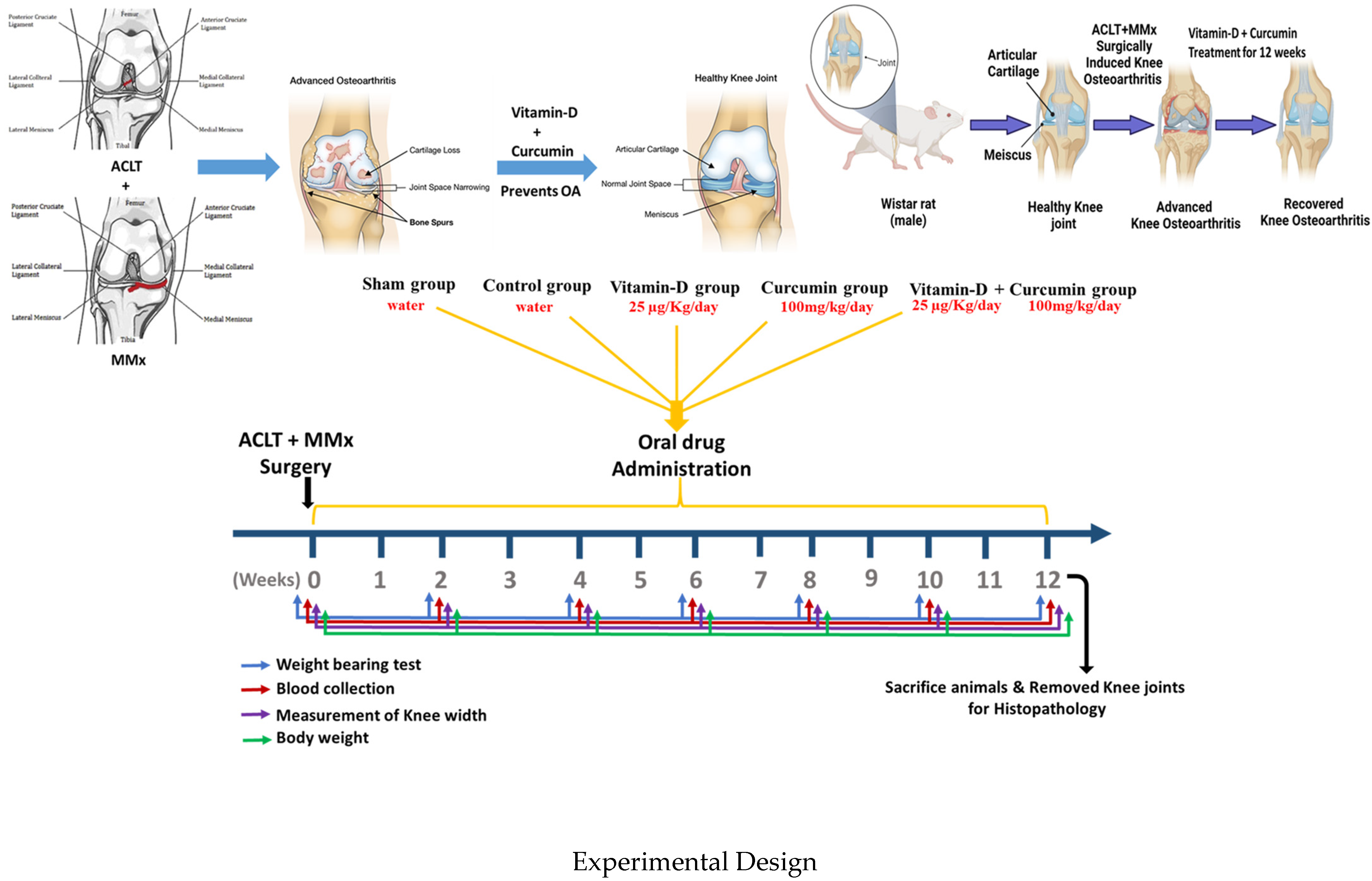 Nutrients 17 00349 g001