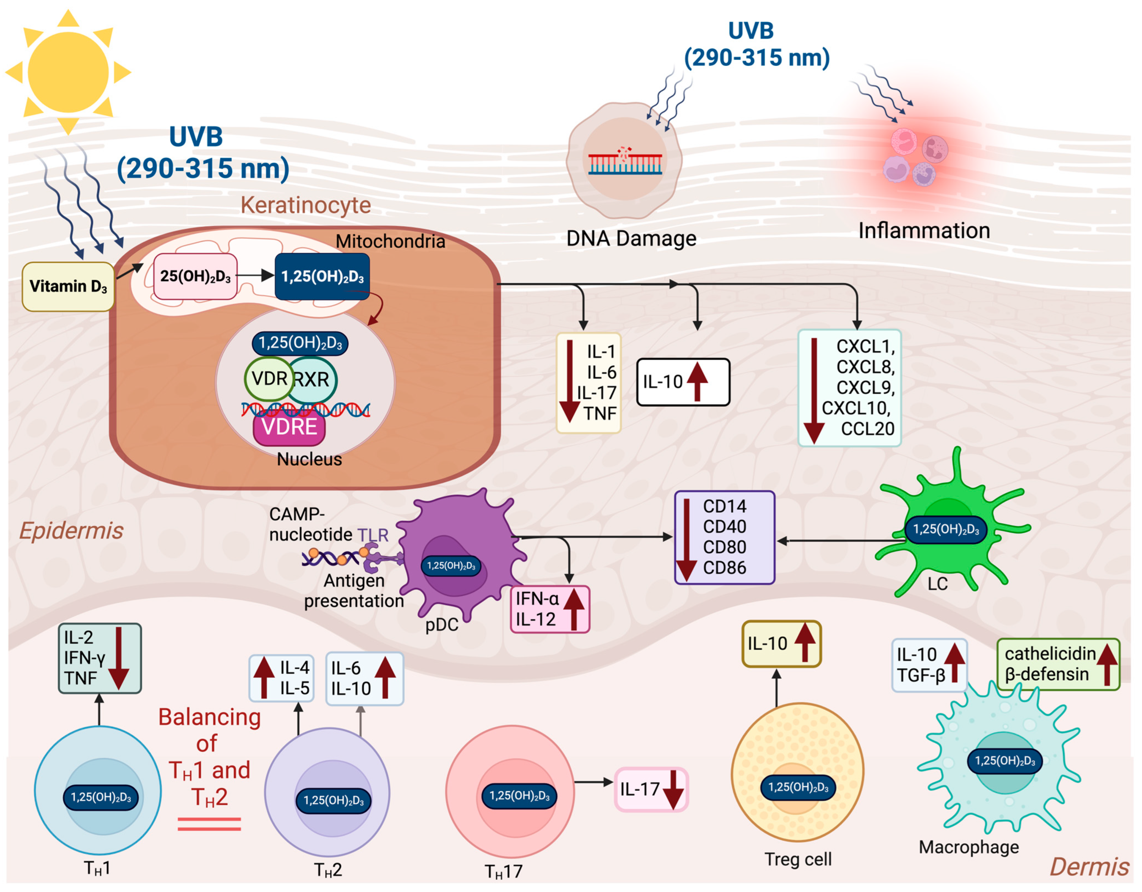 Nutrients 17 00386 g003
