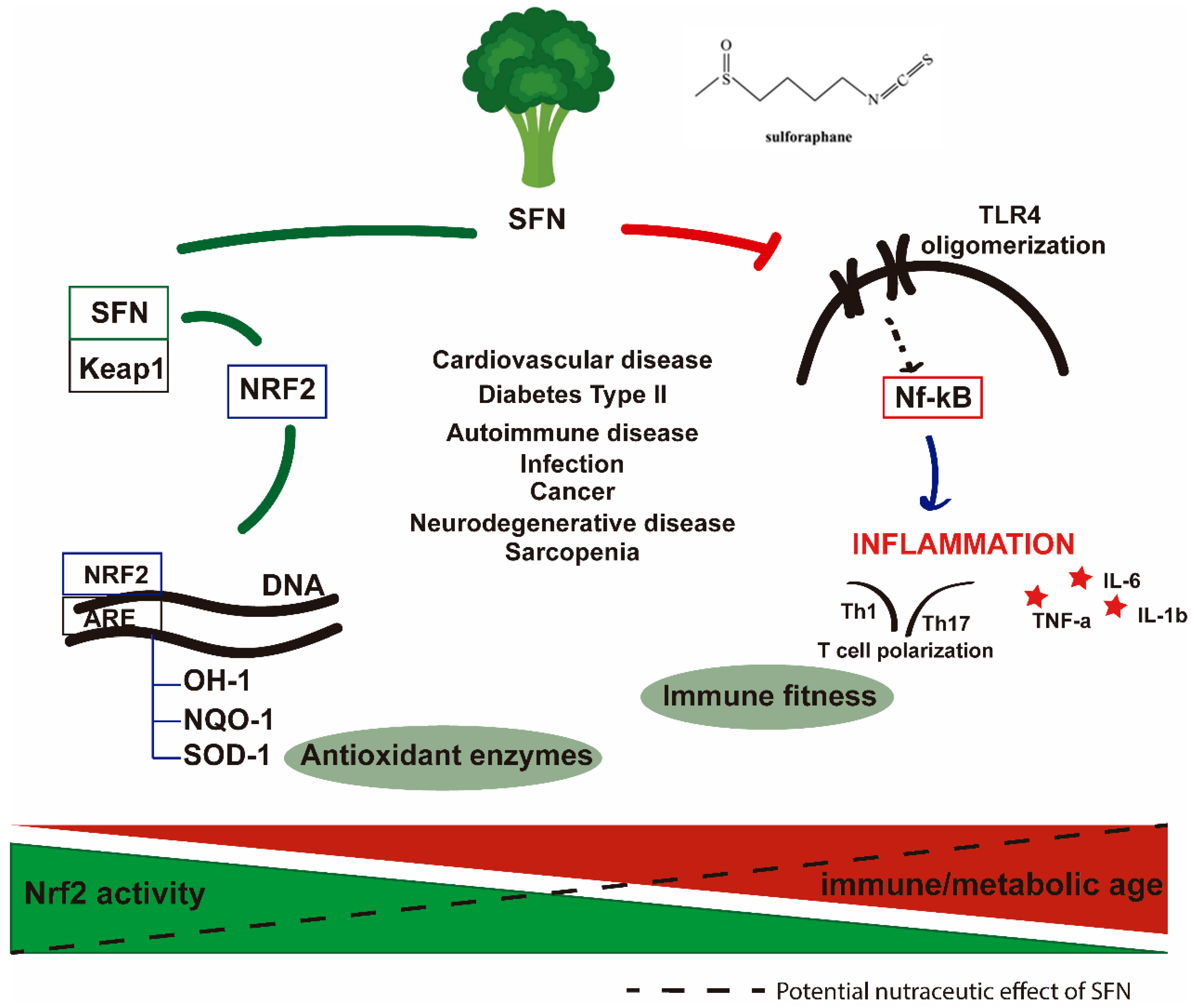 Nutrients 17 00428 g001