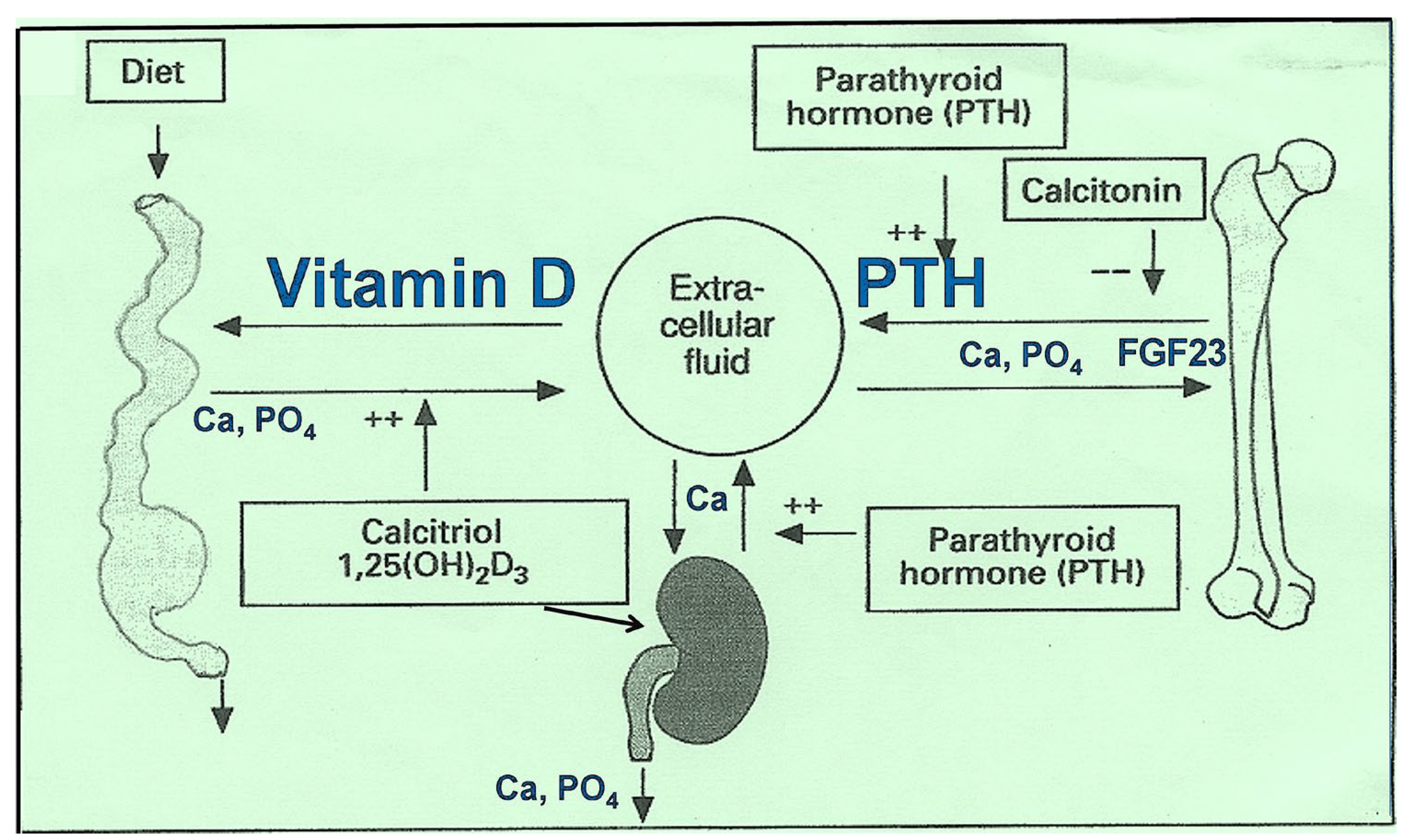 Nutrients 17 00454 g002 Nutrients 17 00454 g002