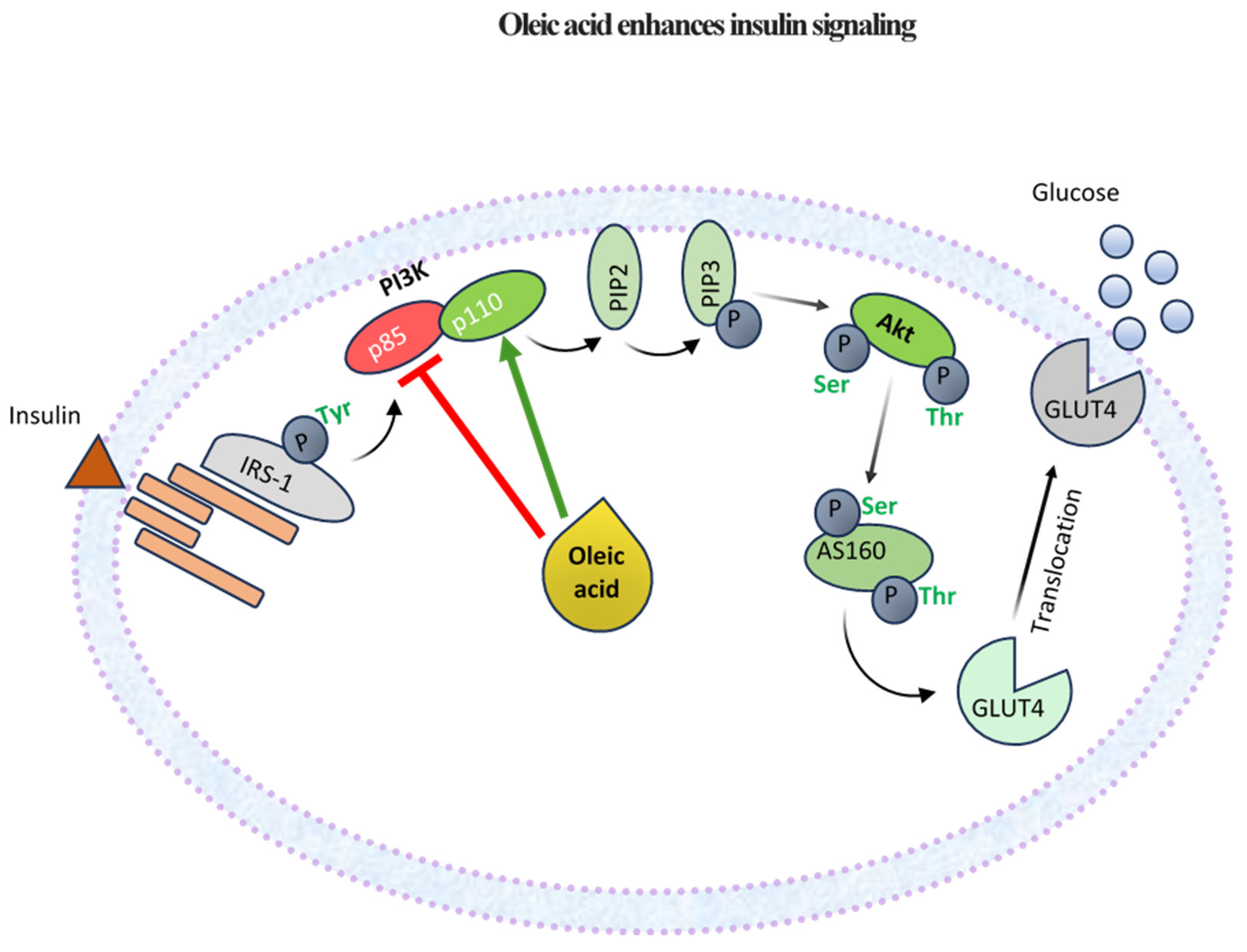 Nutrients 17 00570 g002 Nutrients 17 00570 g002