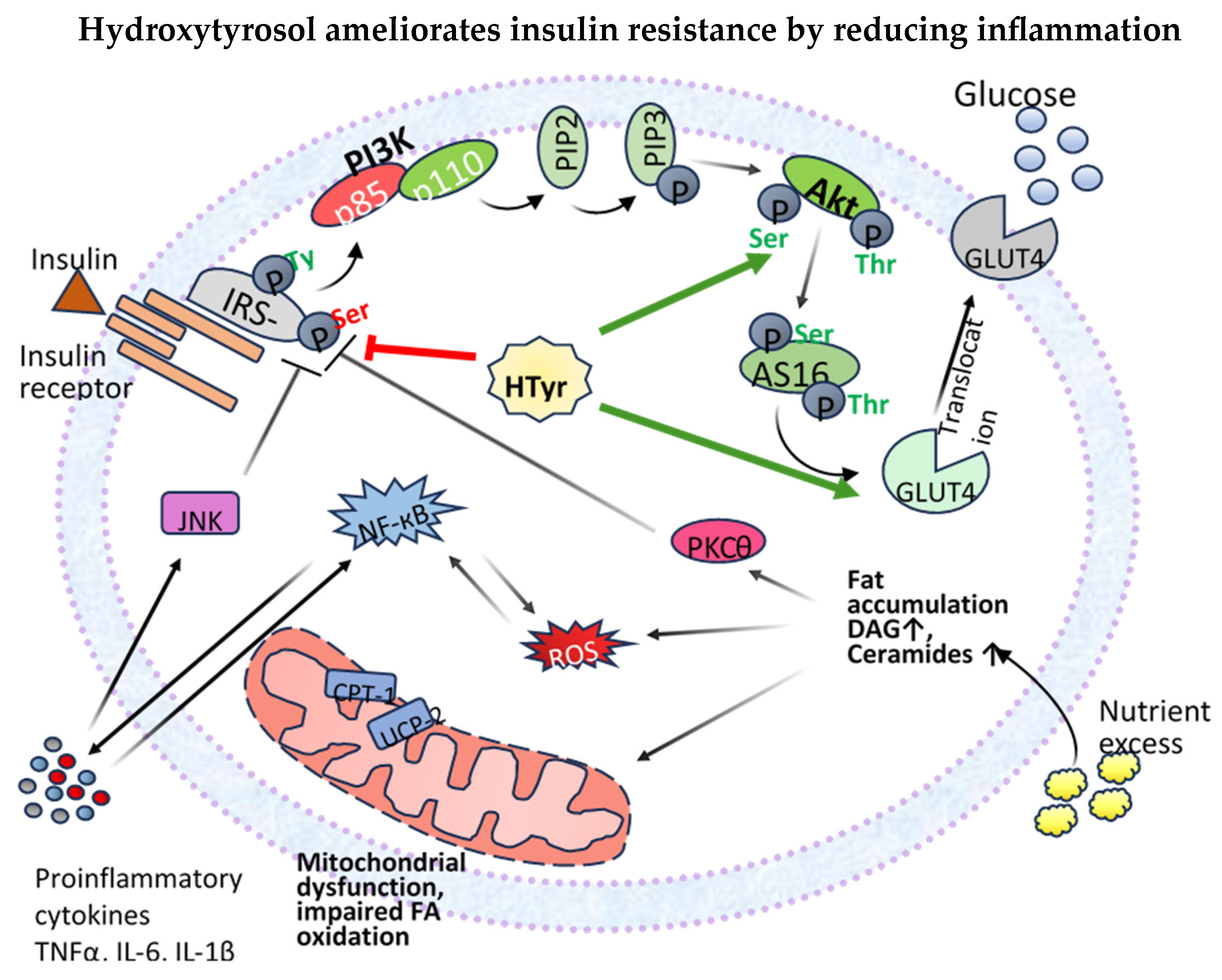 Nutrients 17 00570 g003 Nutrients 17 00570 g003