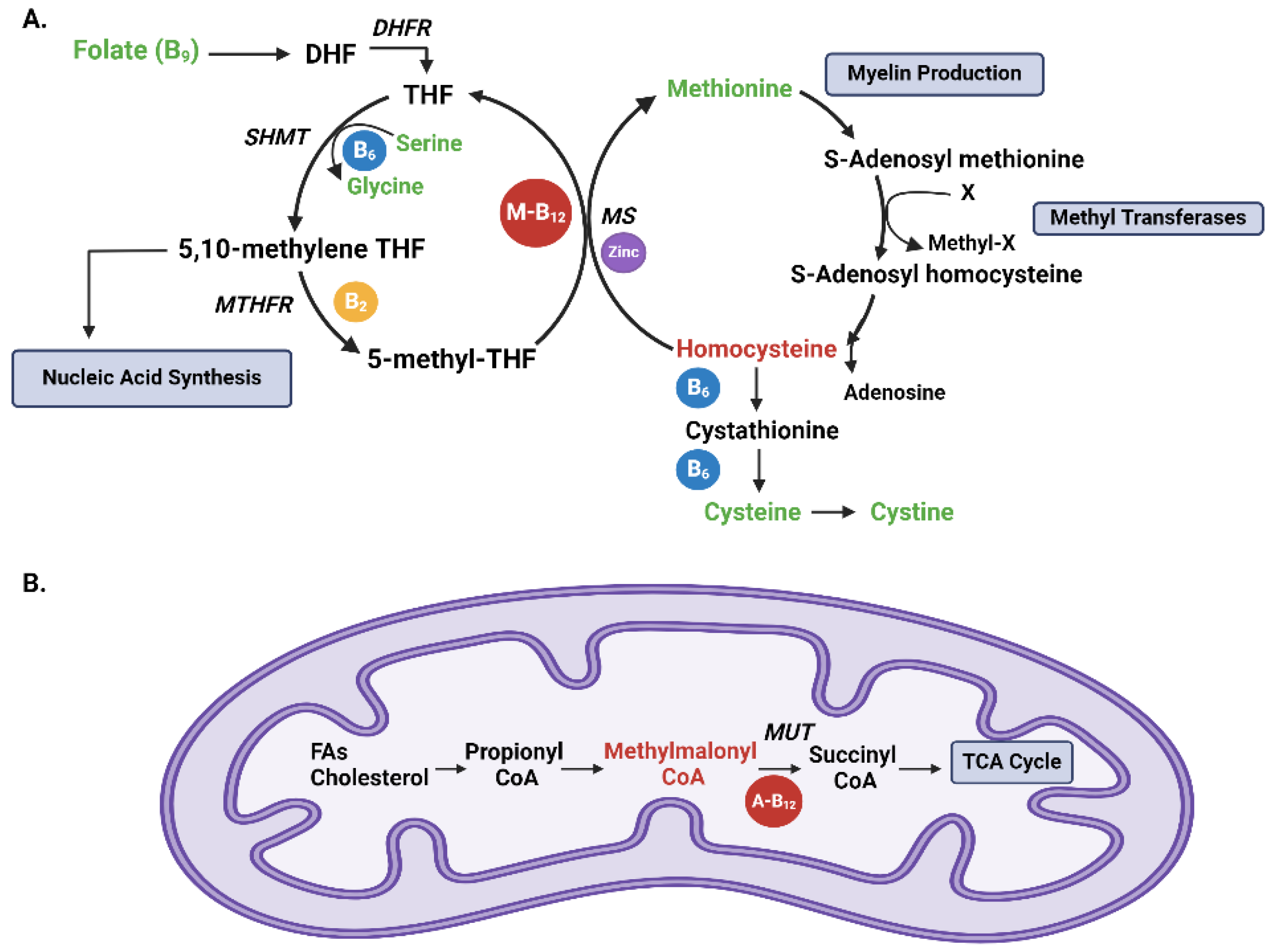 Nutrients 17 00597 g001 Nutrients 17 00597 g001