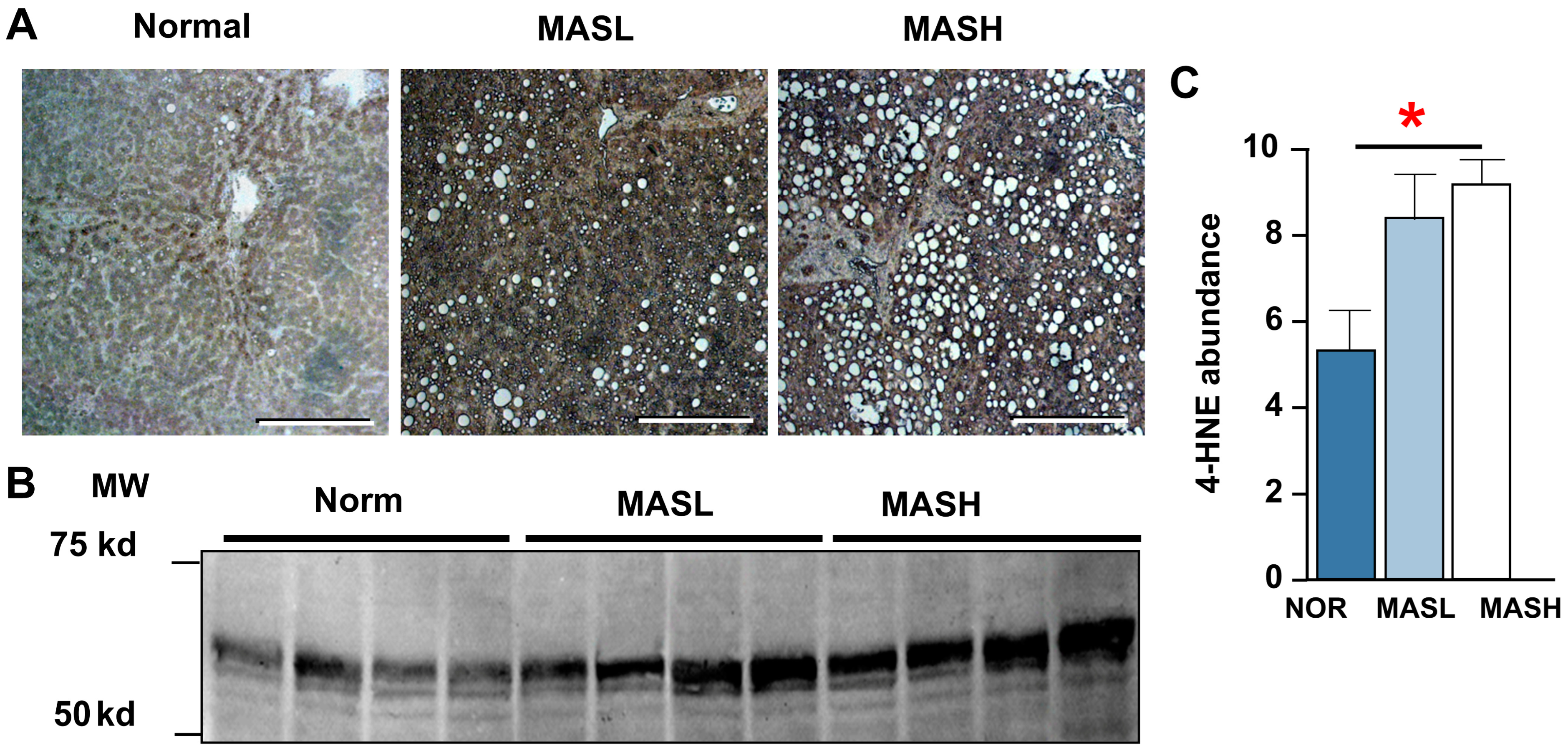 Nutrients 17 00610 g002