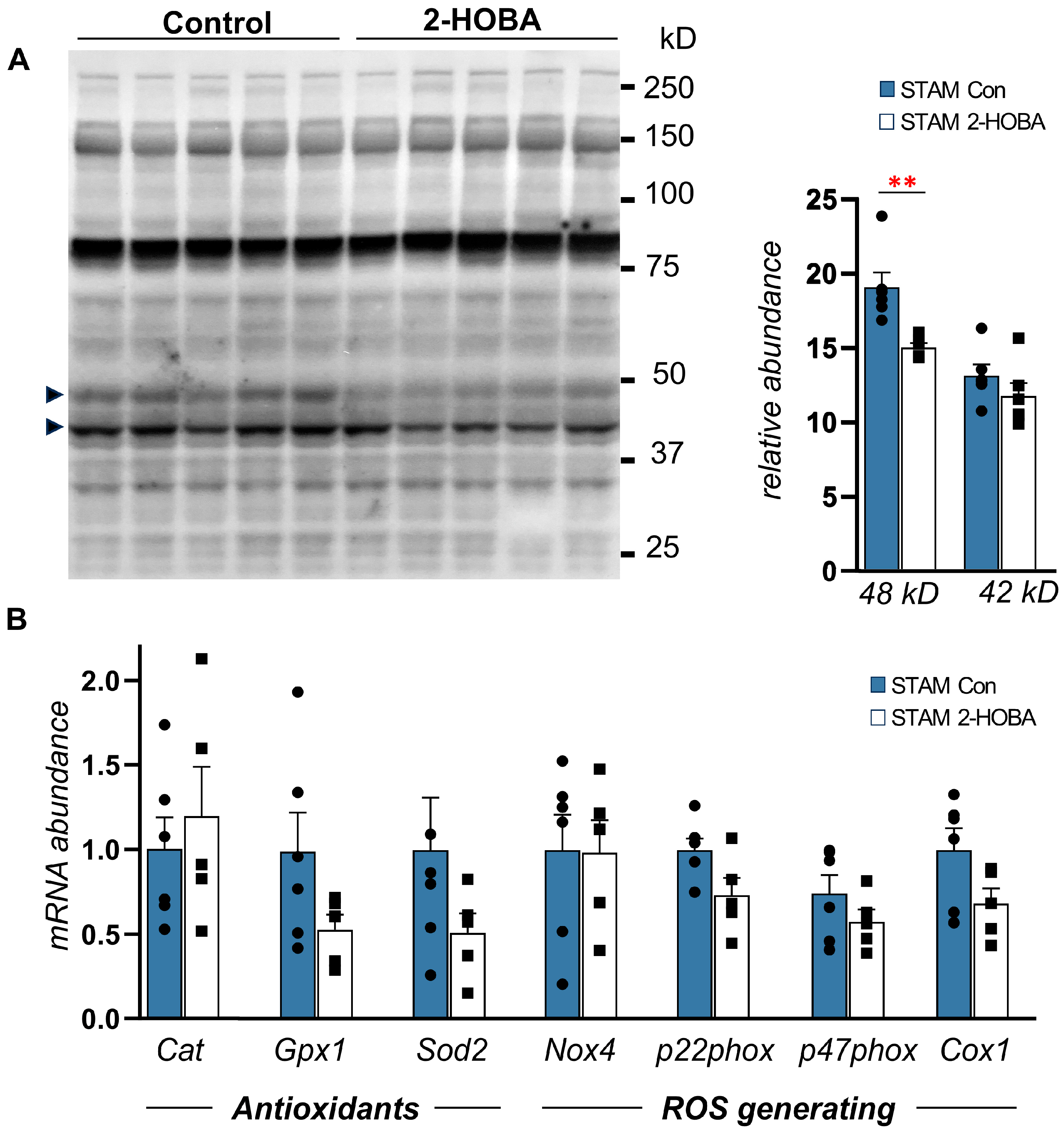Nutrients 17 00610 g008