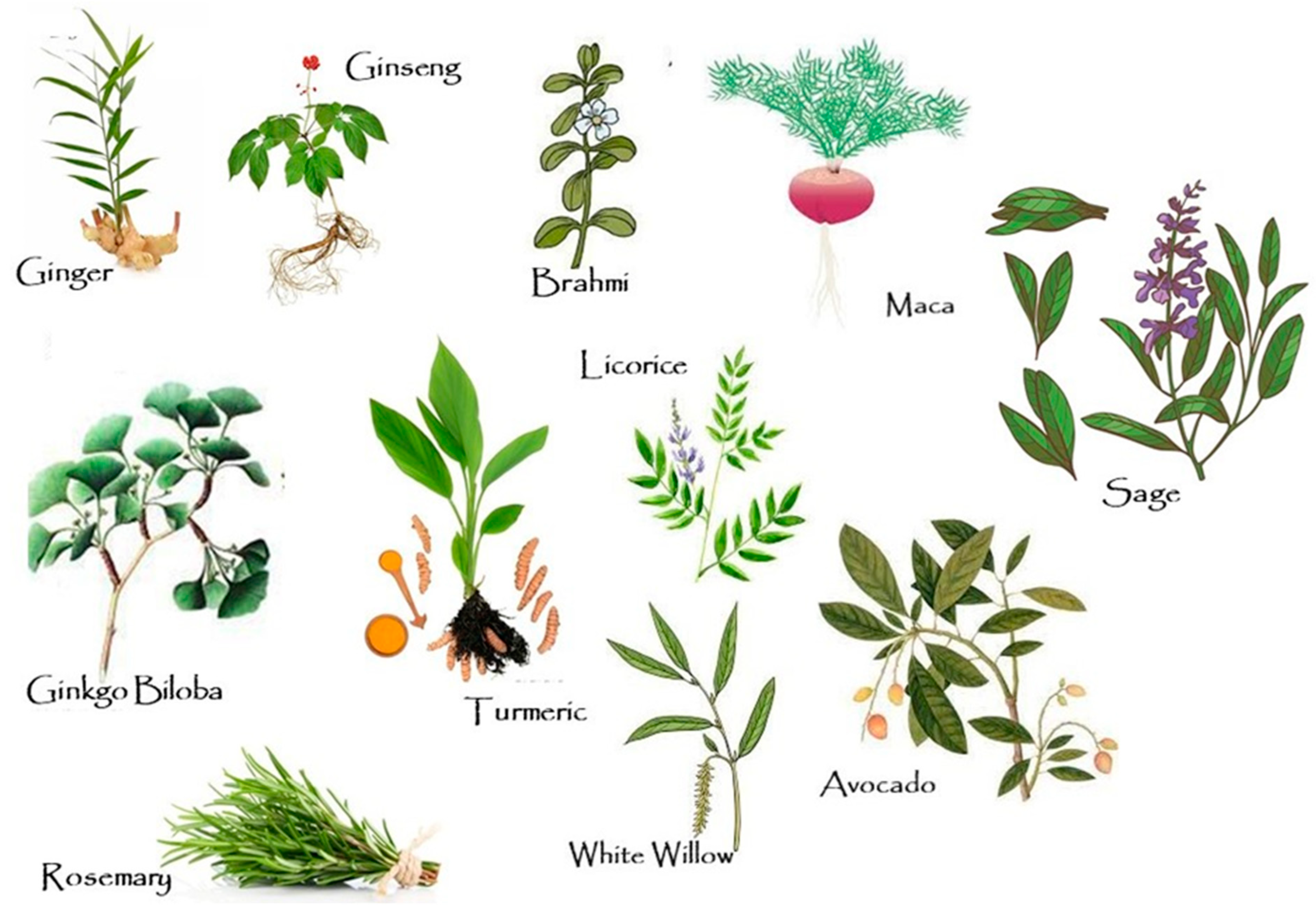 Nutrients 17 00653 g003