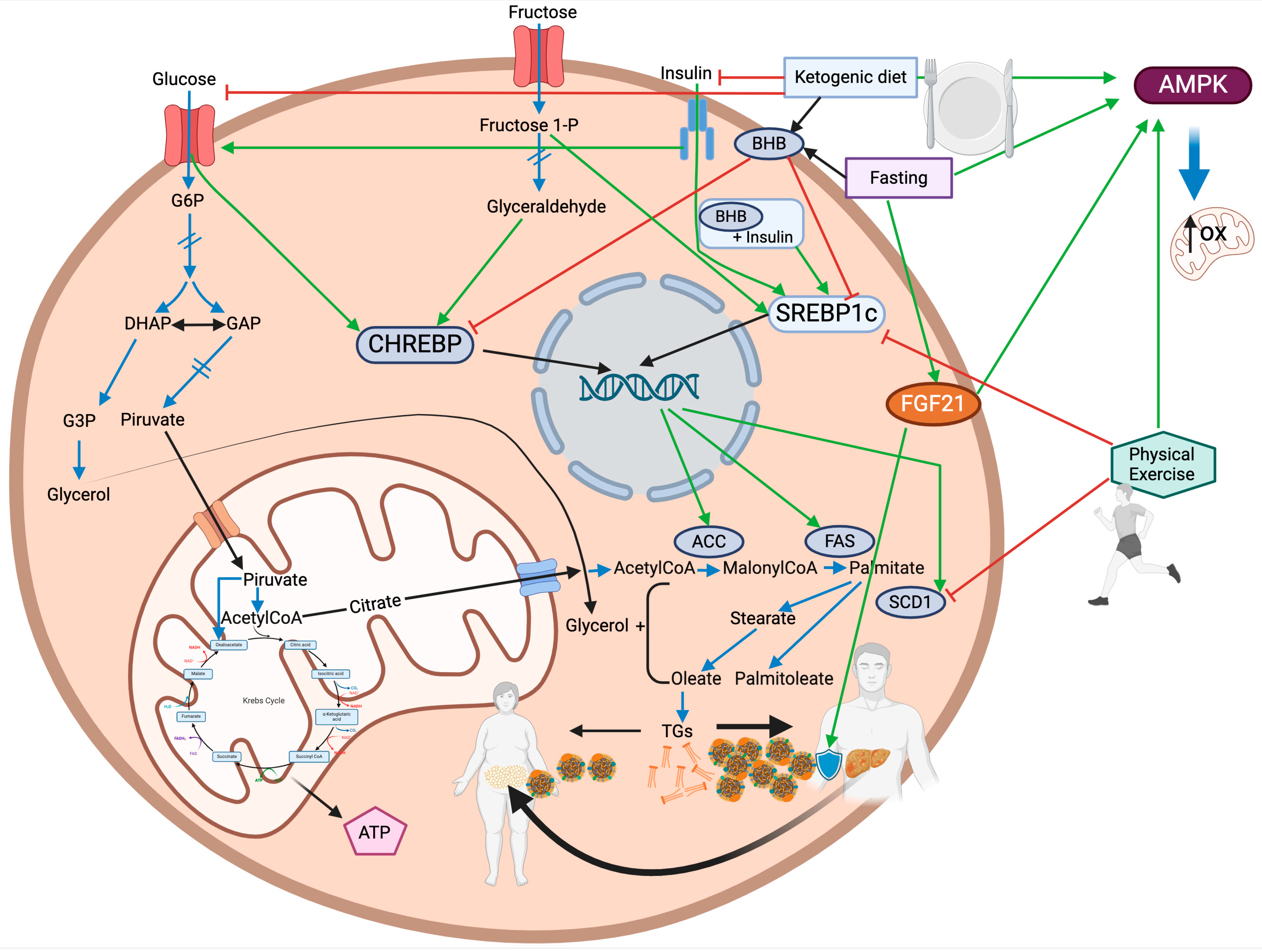 Nutrients 17 00663 g001 Nutrients 17 00663 g001