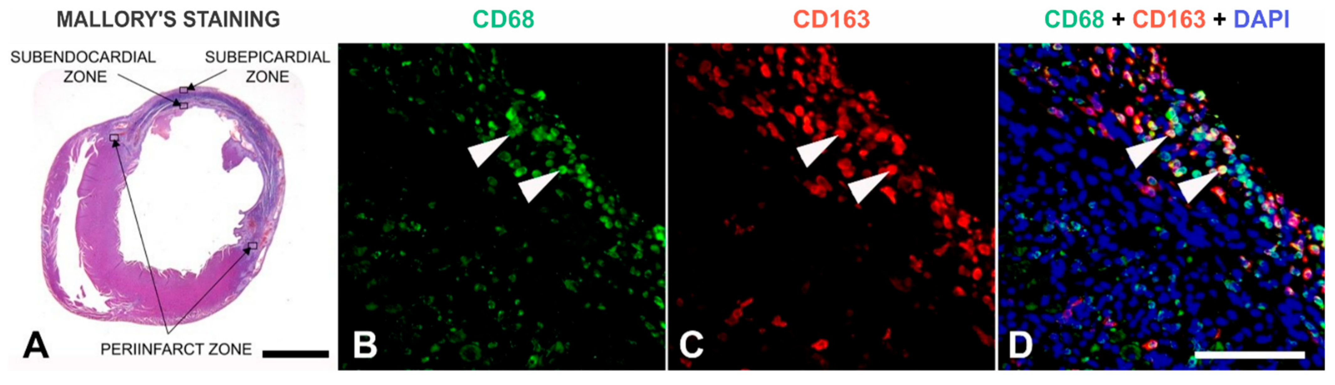 Nutrients 17 00699 g003