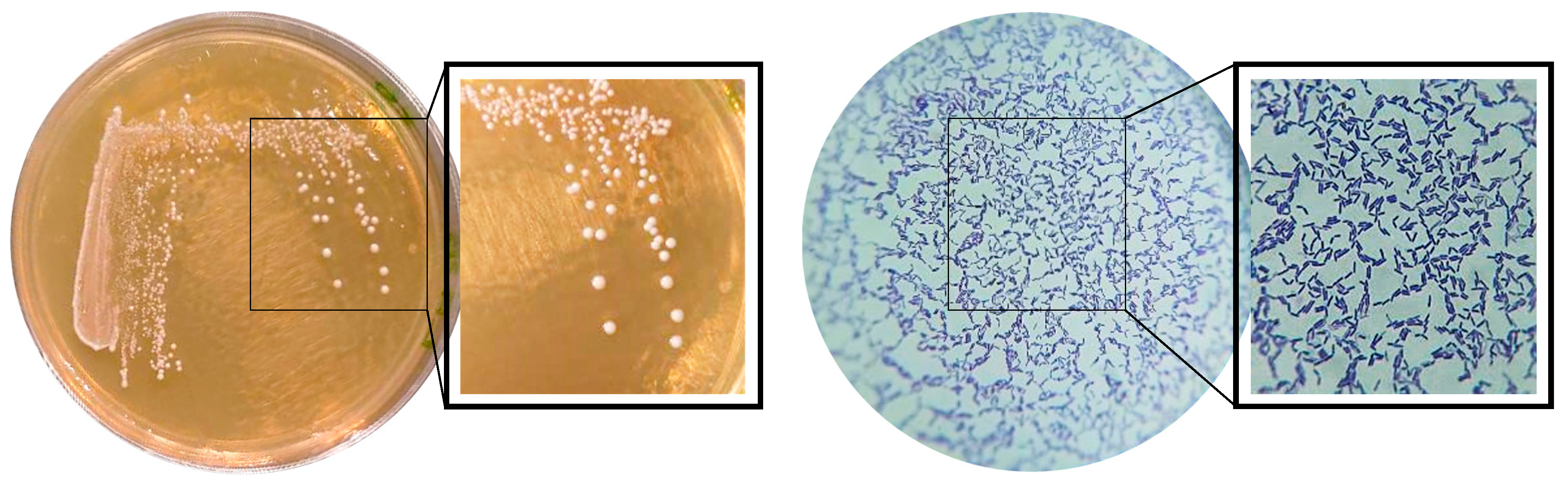 Nutrients 17 00749 g002
