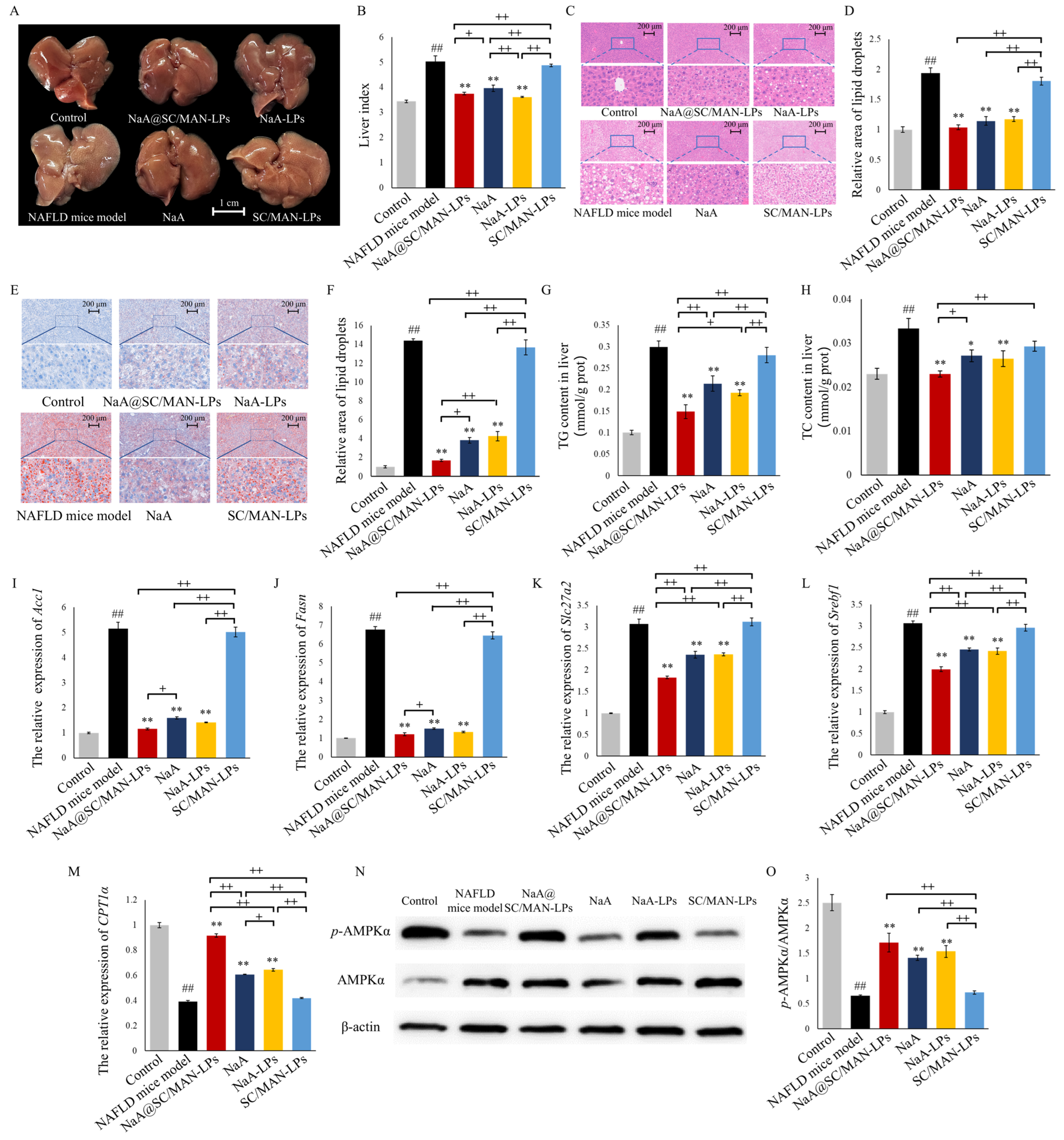 Nutrients 17 00930 g005