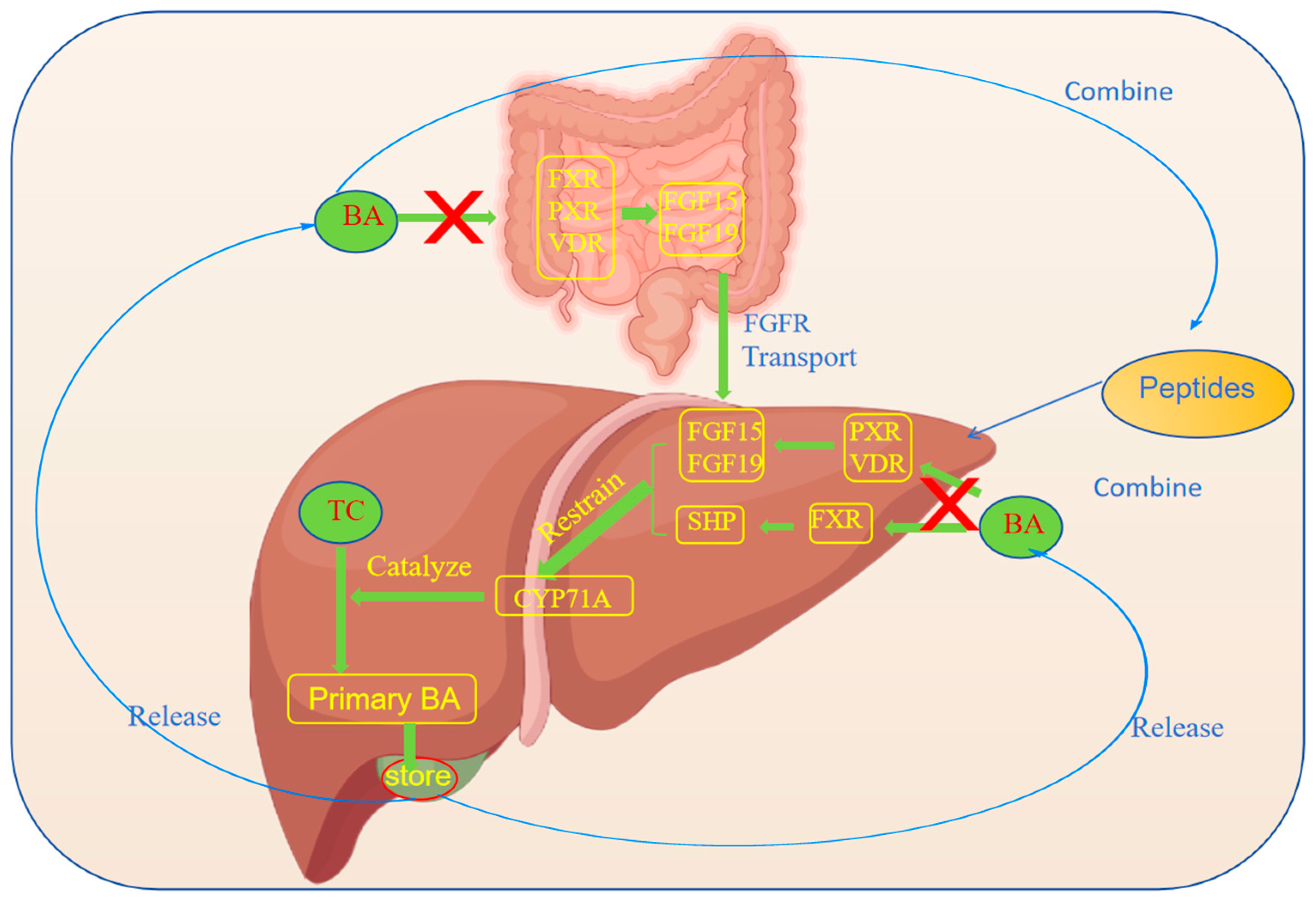 Nutrients 17 01181 g002