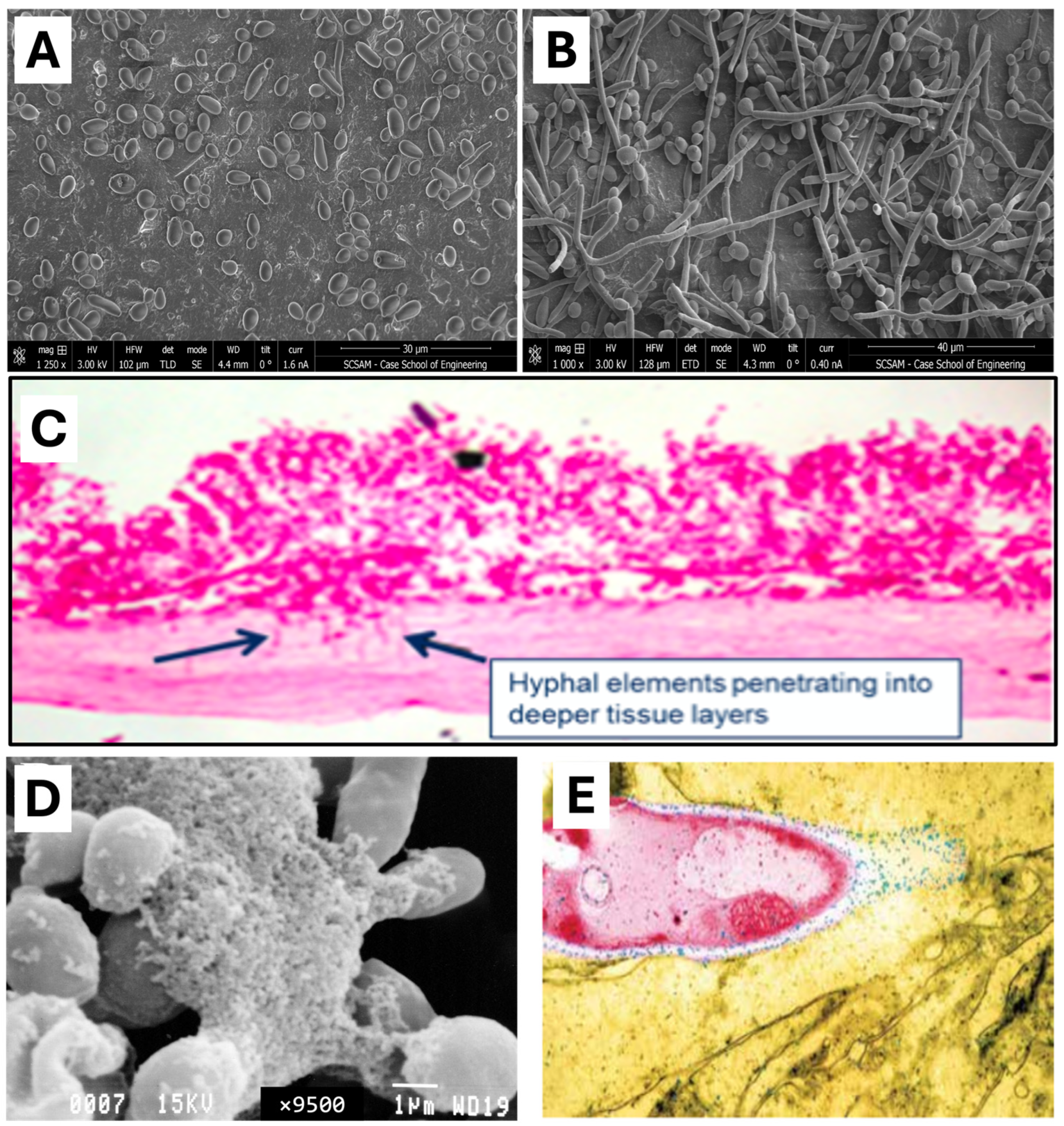 Nutrients 17 01365 g003