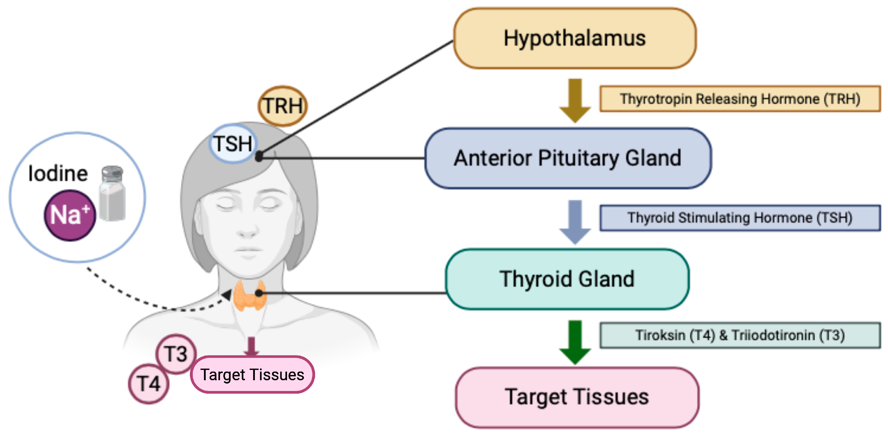 Nutrients 17 01493 g006