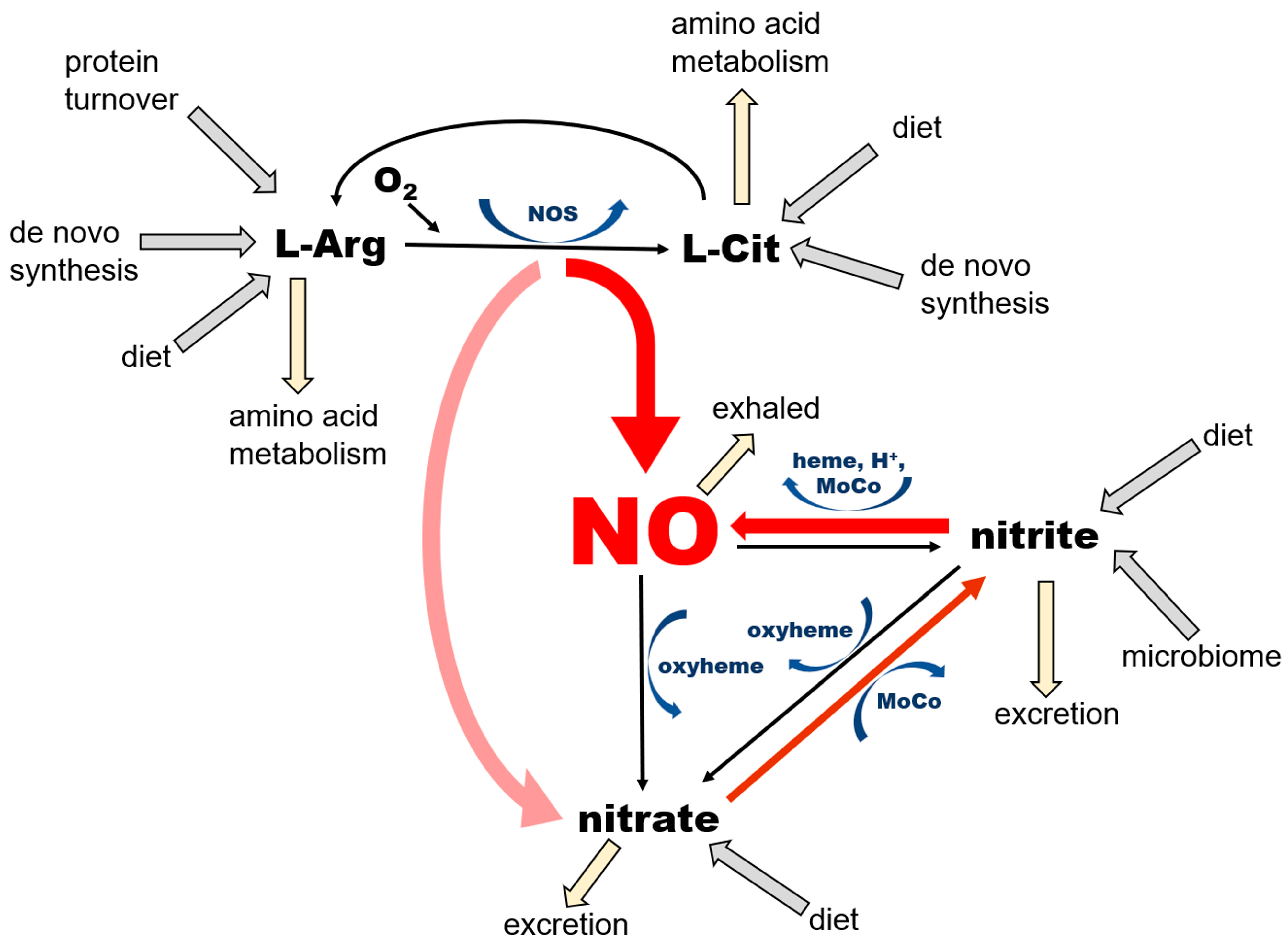 Nutrients 17 01544 g001