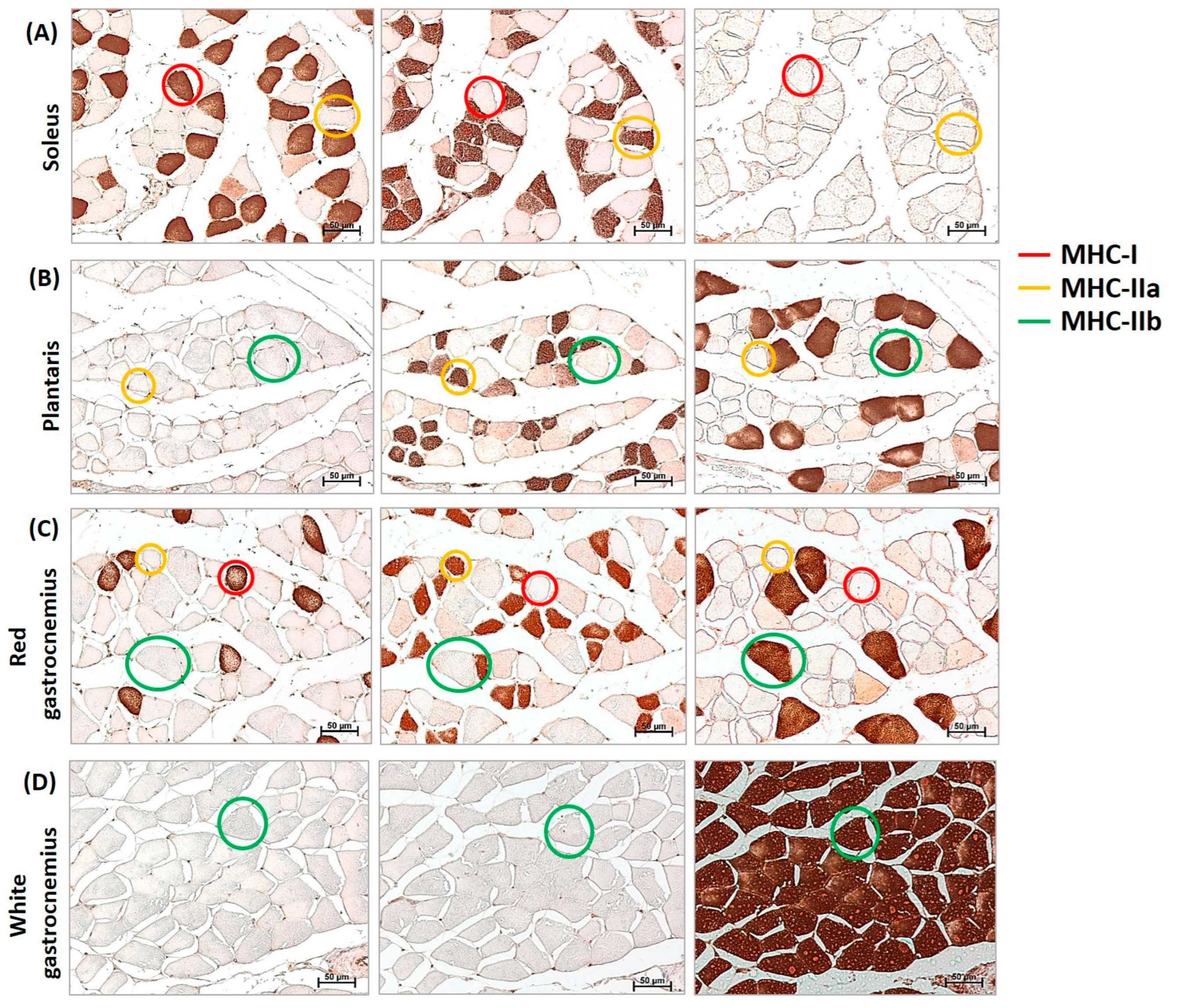 Nutrients 17 01550 g001