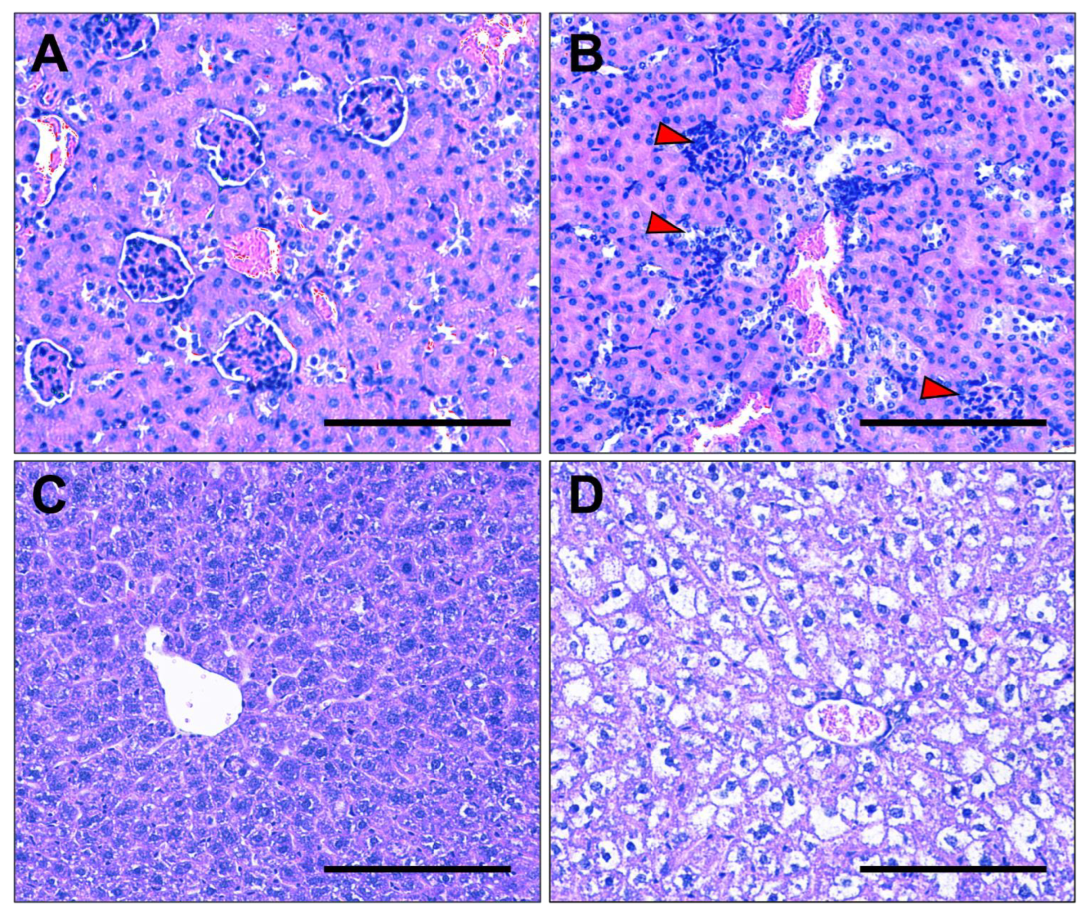 Nutrients 17 01586 g007 Nutrients 17 01586 g007