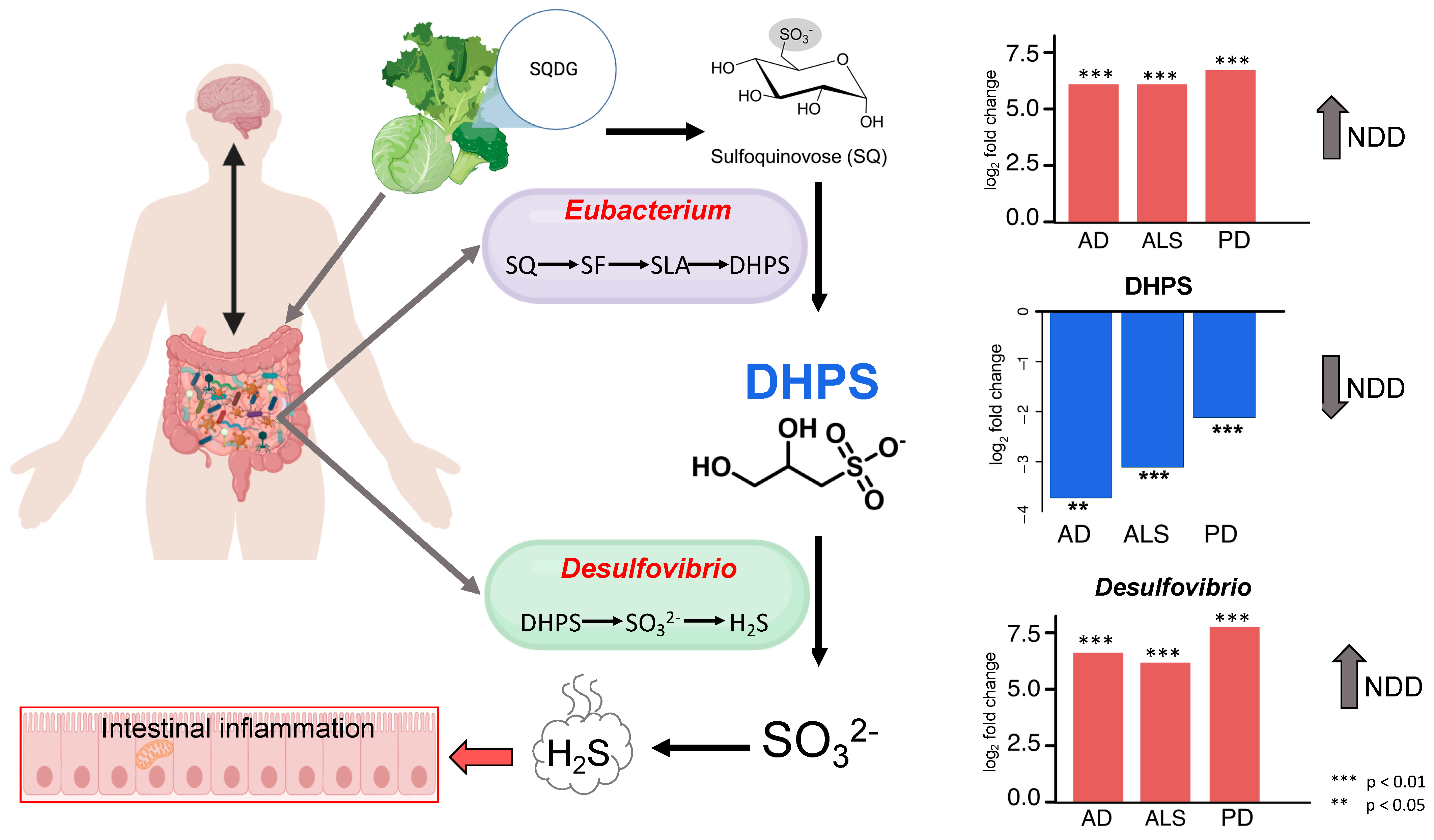 Nutrients 17 01597 g004
