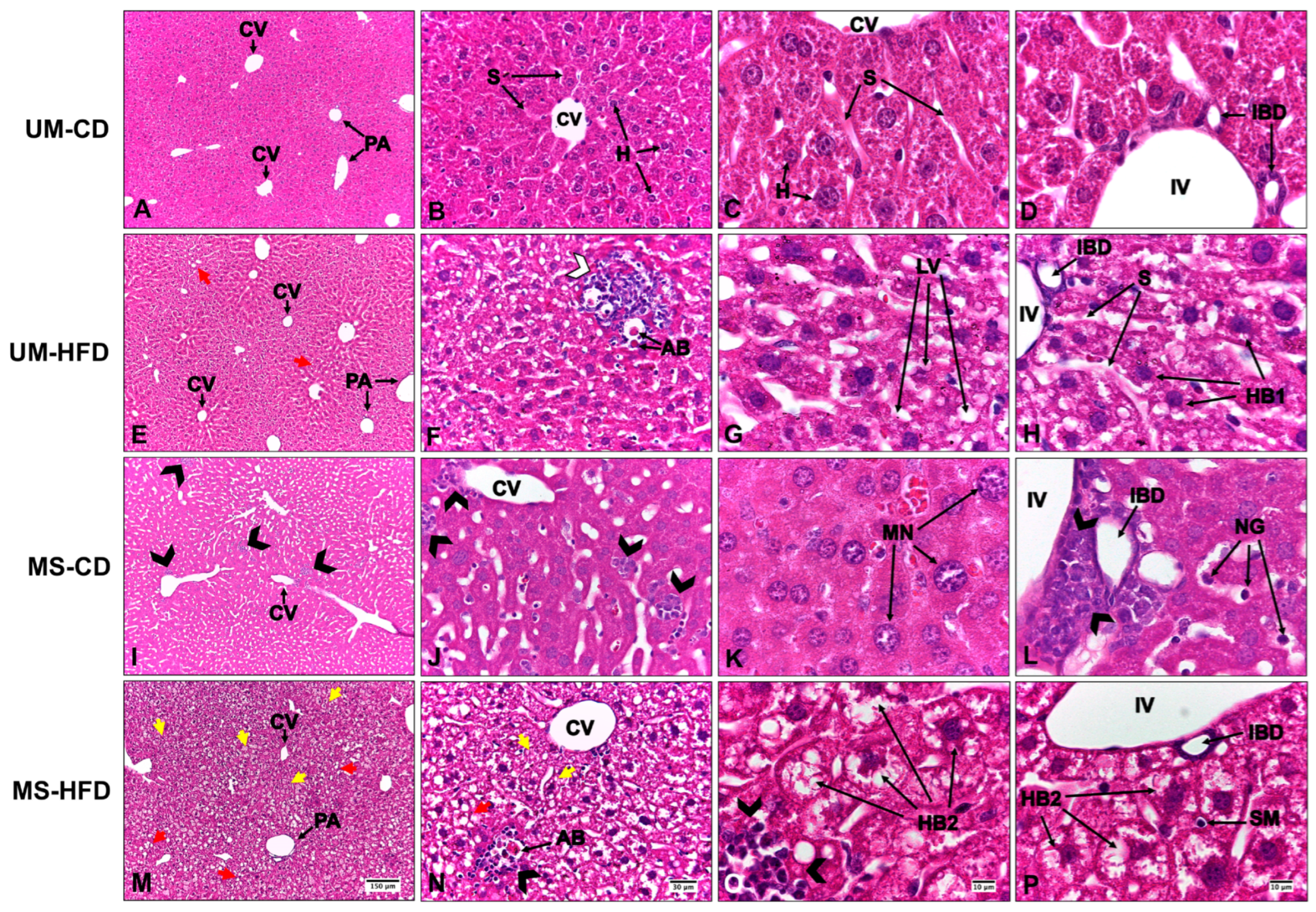 Nutrients 17 01619 g002
