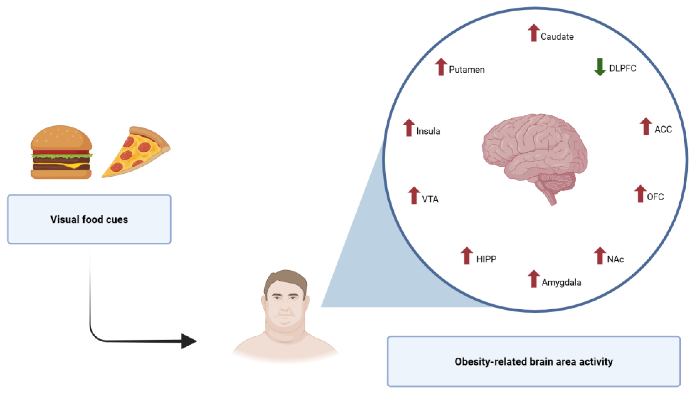 Nutrients 17 01662 g002