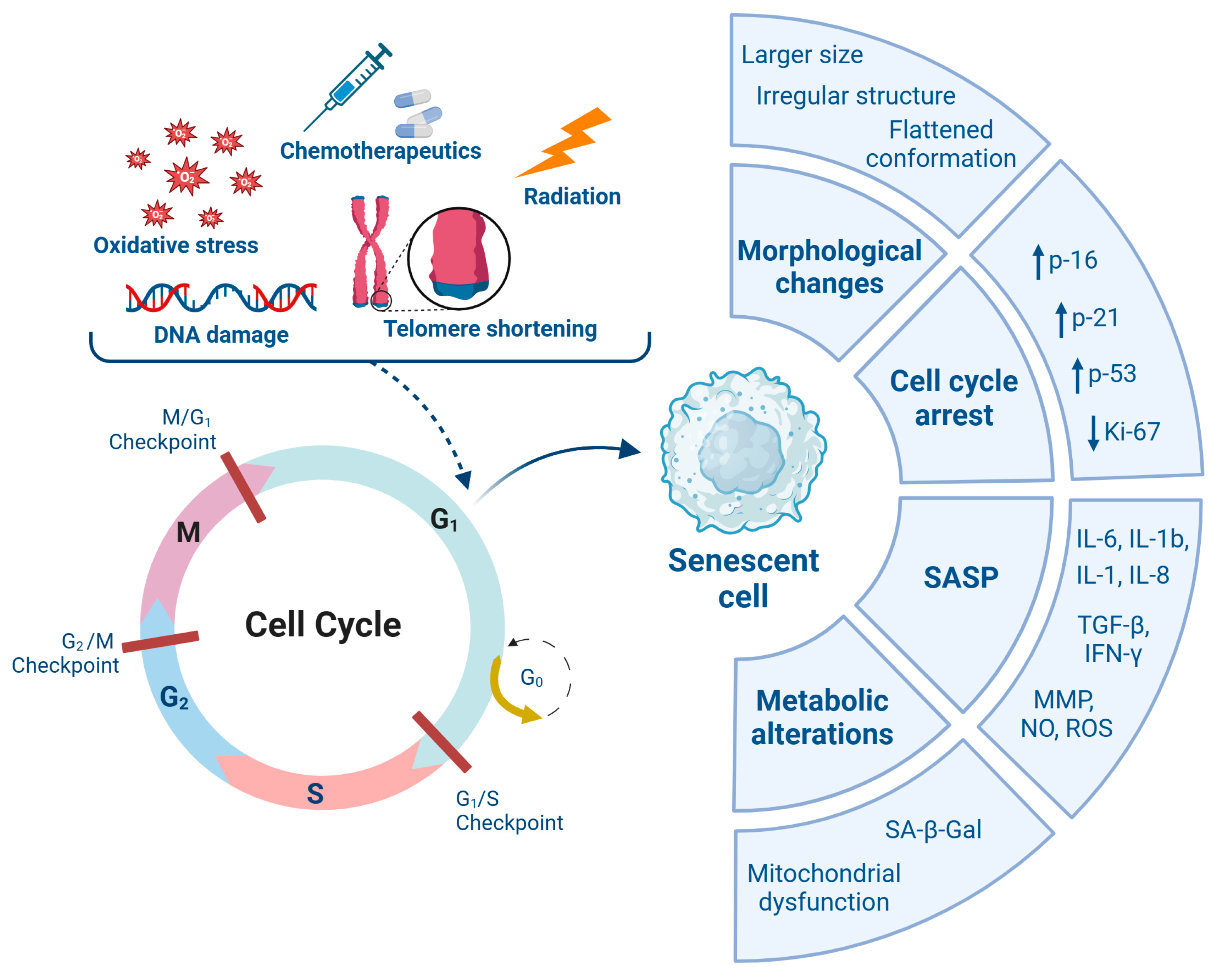 Nutrients 17 01716 g001