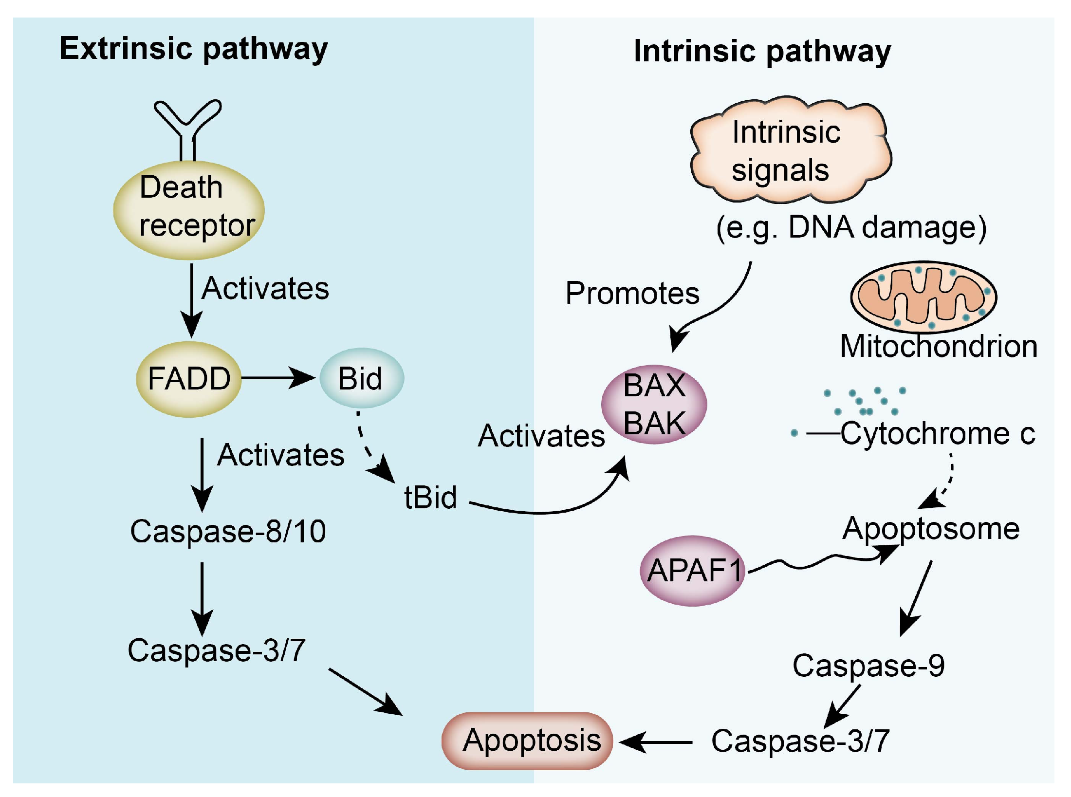 Nutrients 17 01853 g002