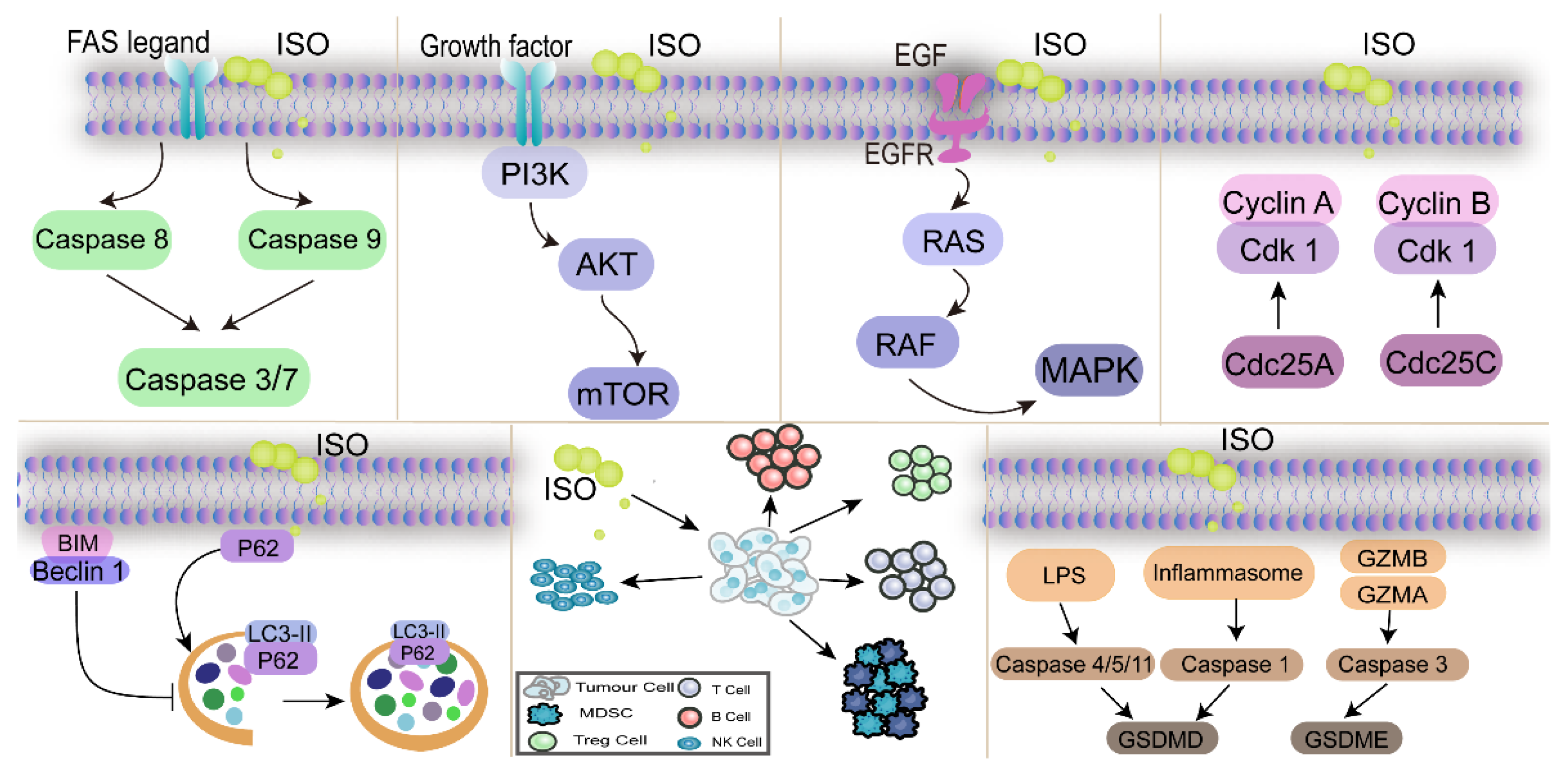 Nutrients 17 01853 g003