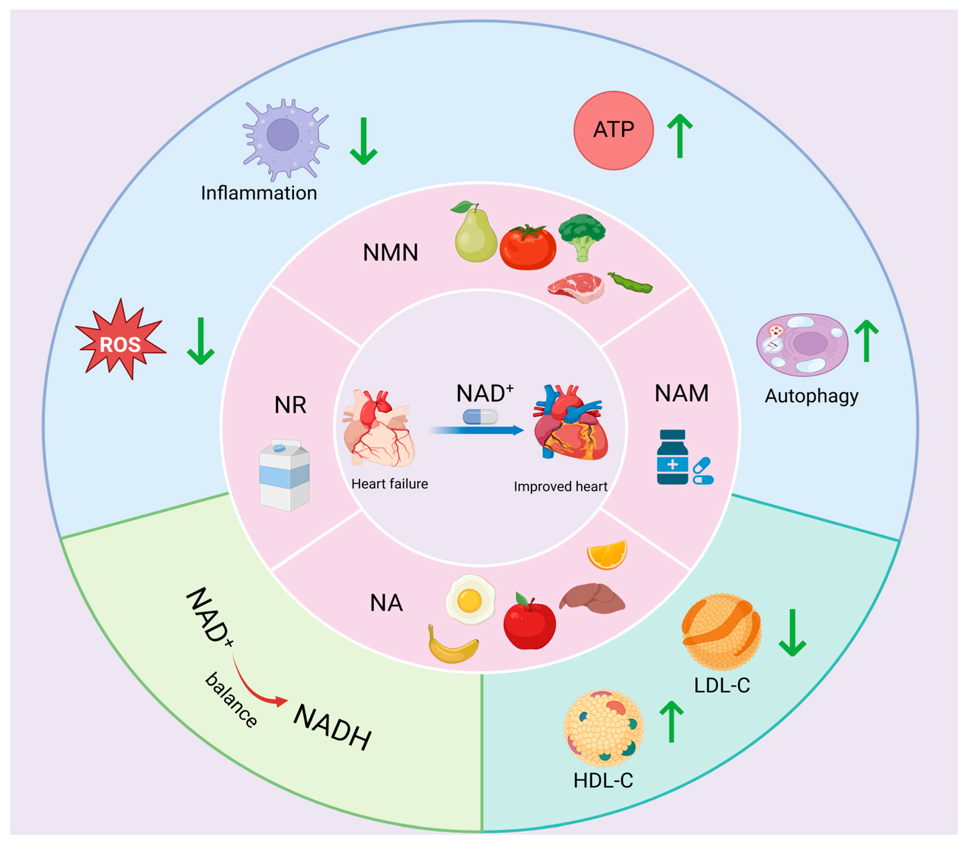 Nutrients 17 01855 g004