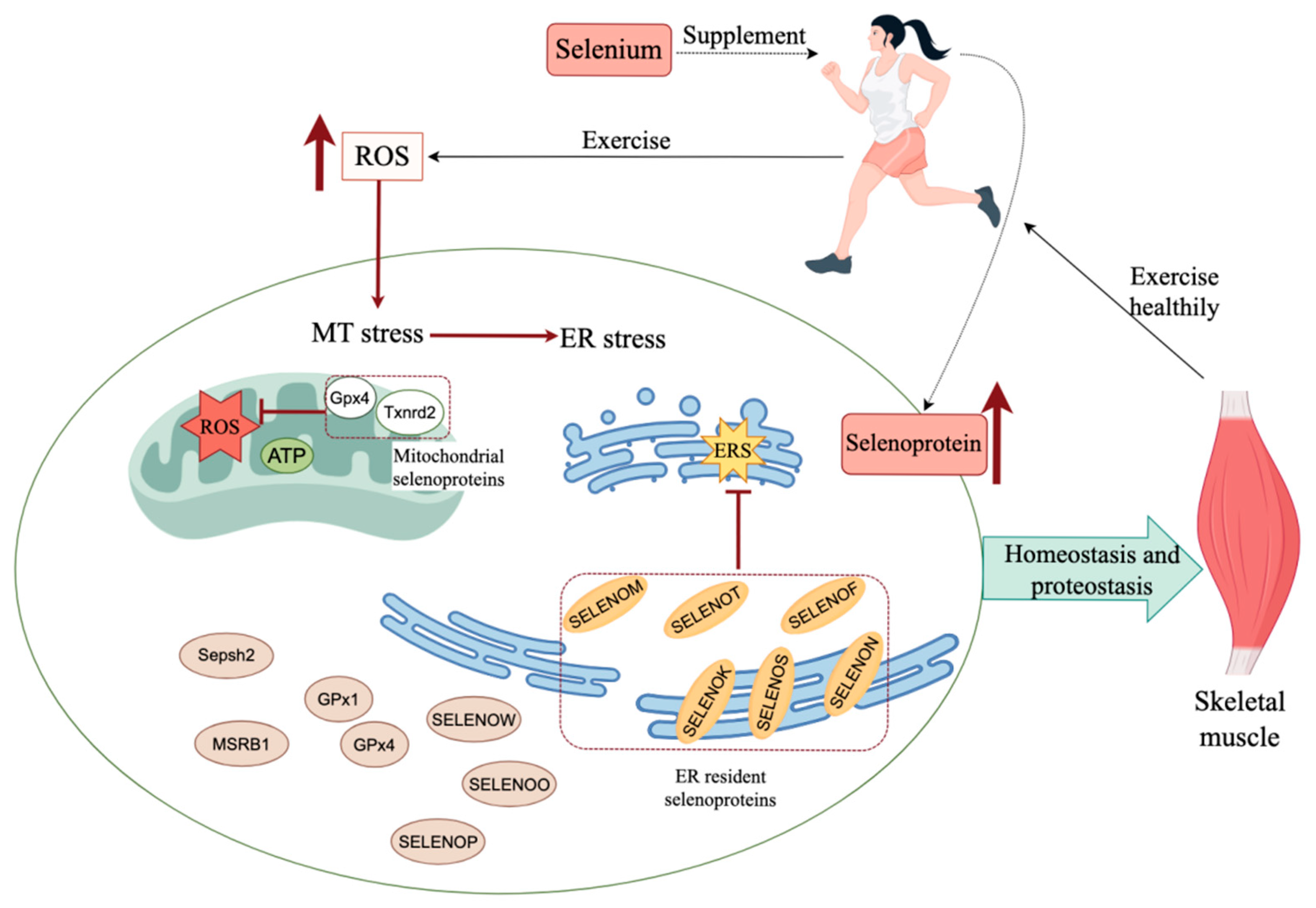 Nutrients 17 01902 g001