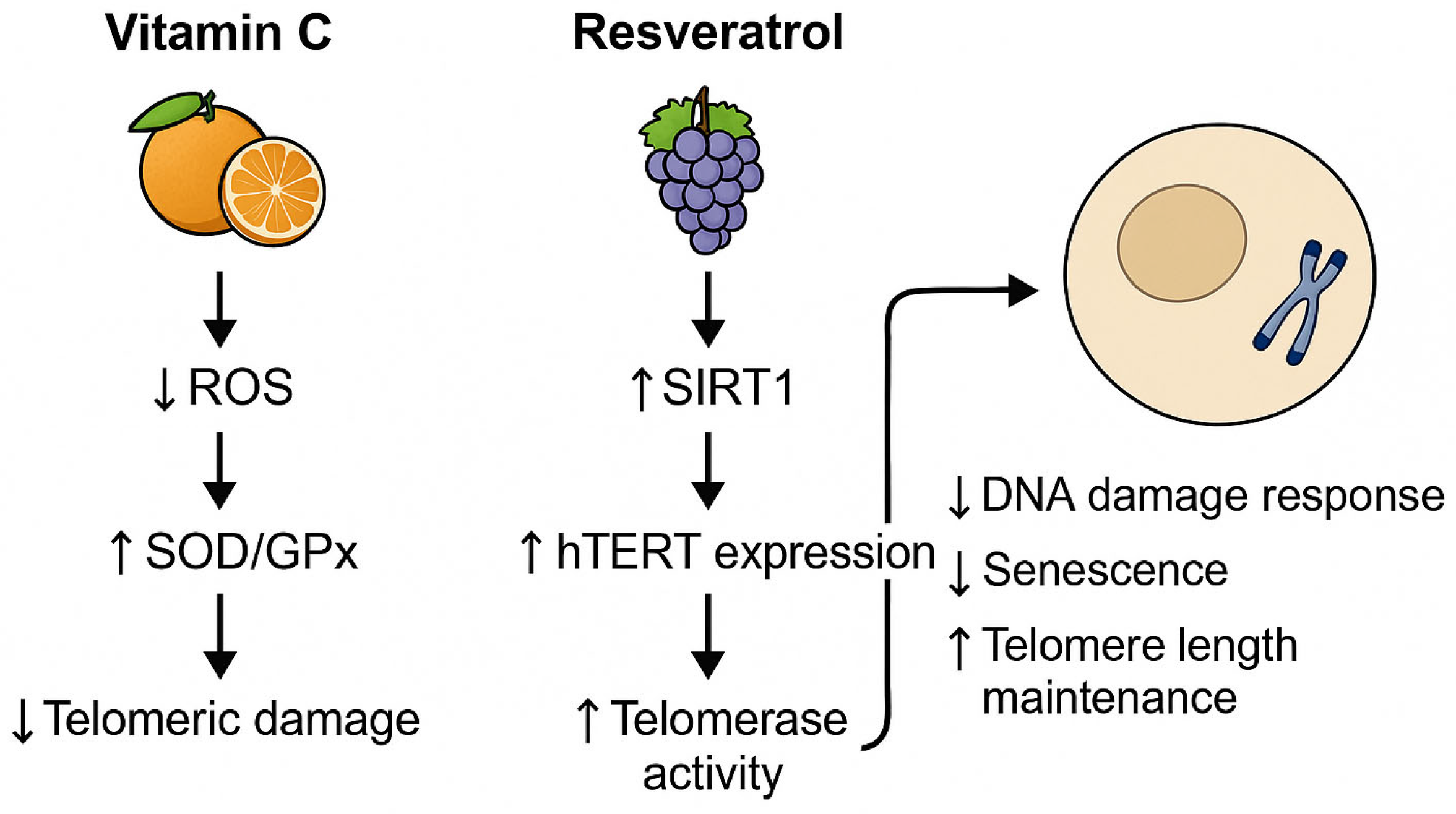 Nutrients 17 02004 g001