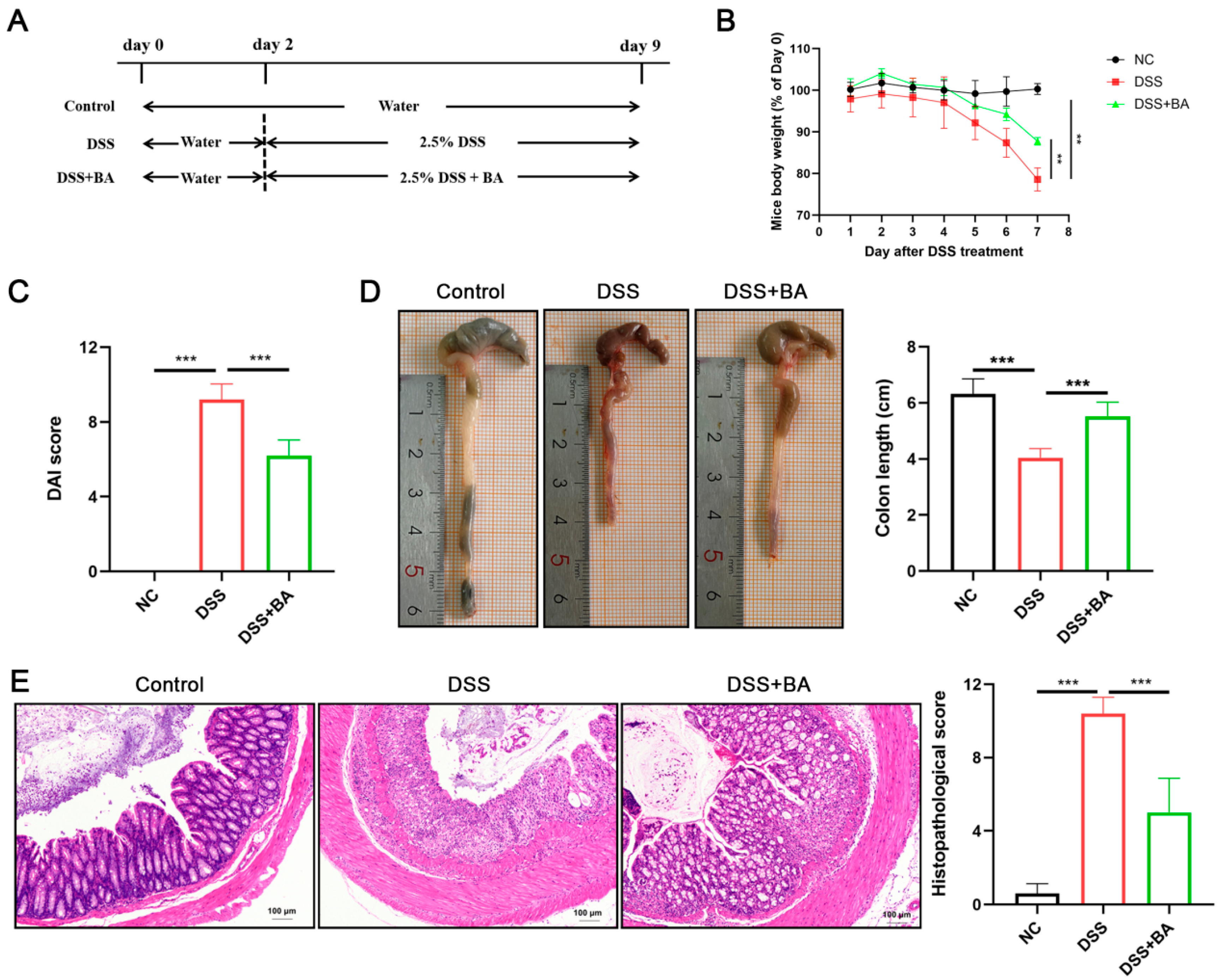 Nutrients 17 02052 g001