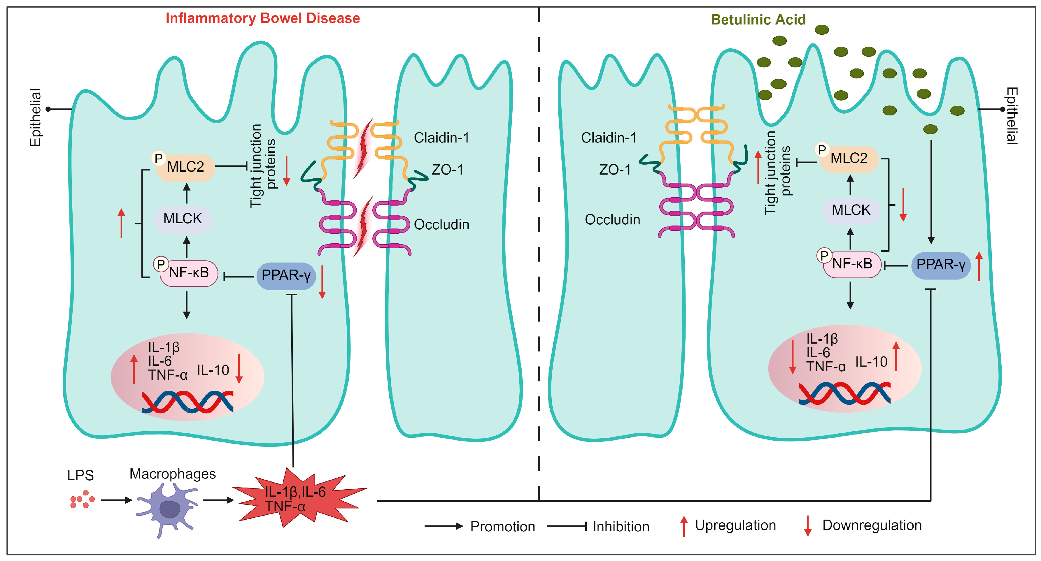 Nutrients 17 02052 g007