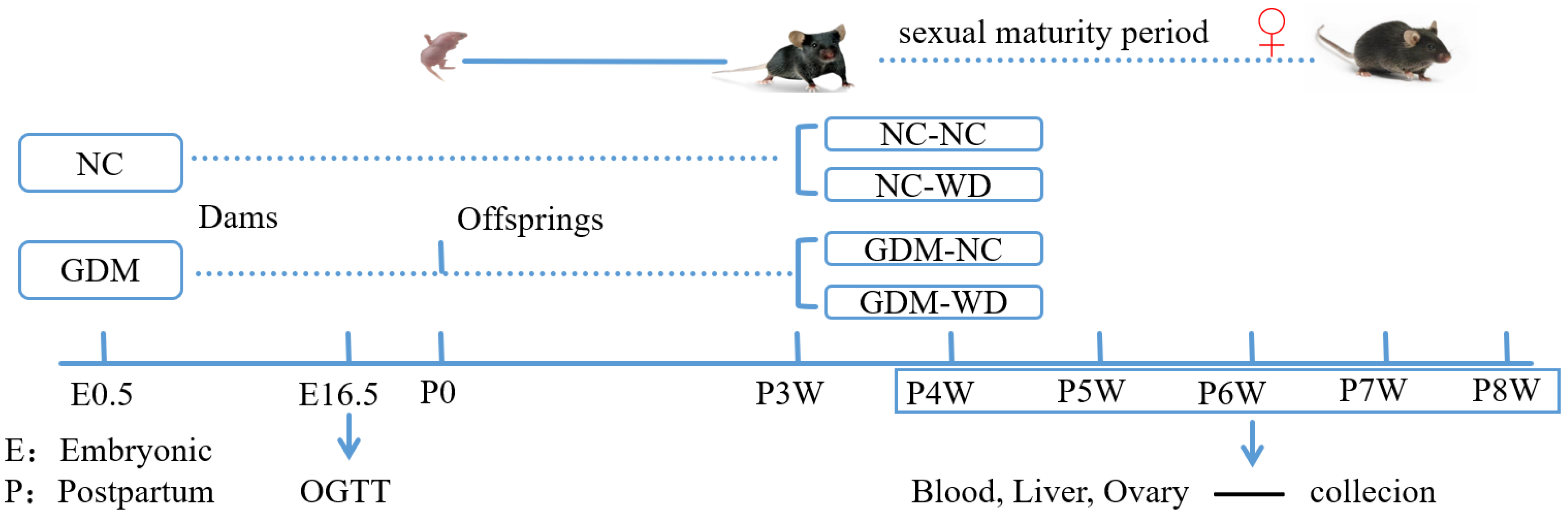 Nutrients 17 02128 g001