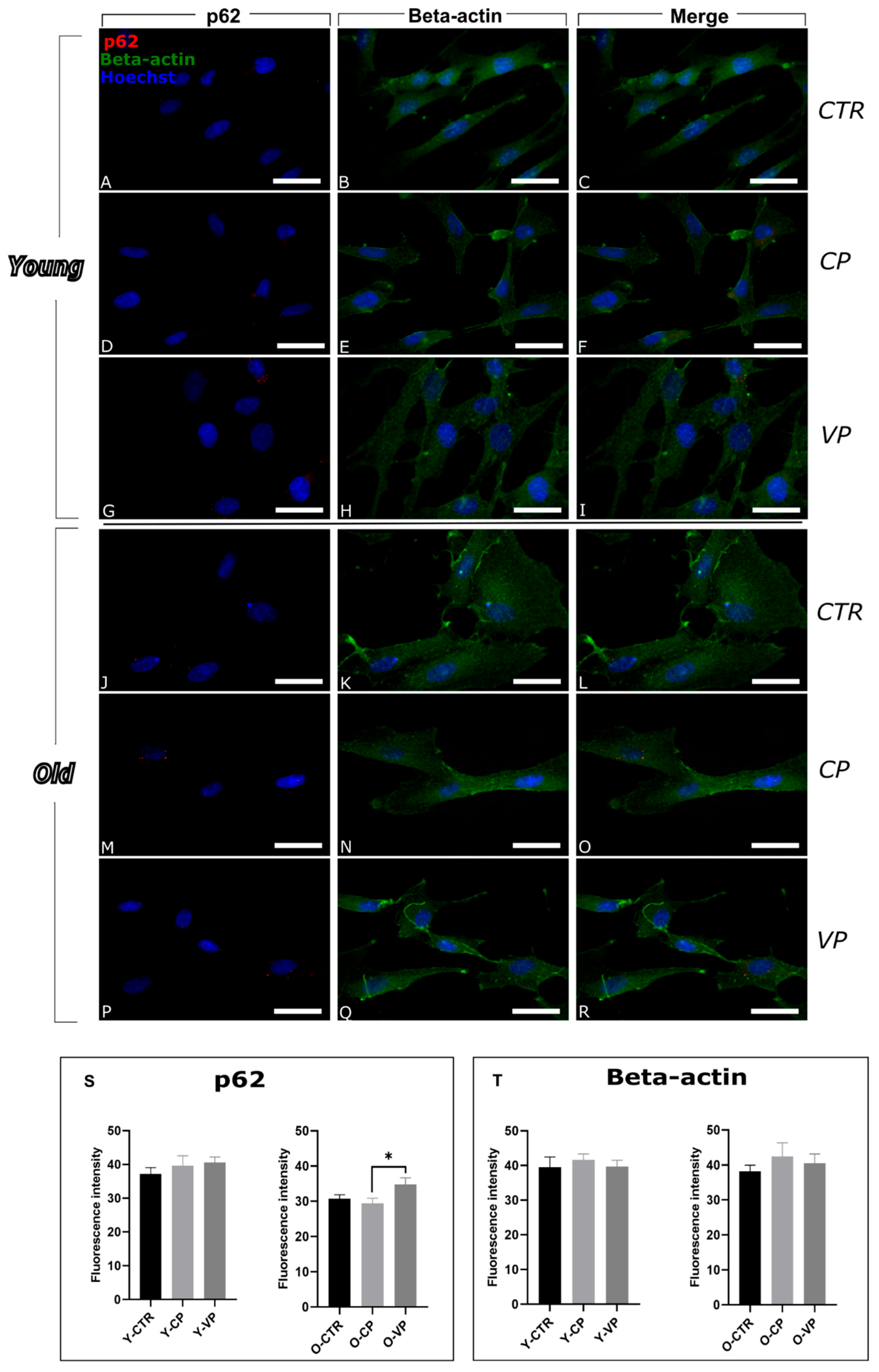 Nutrients 17 02147 g001