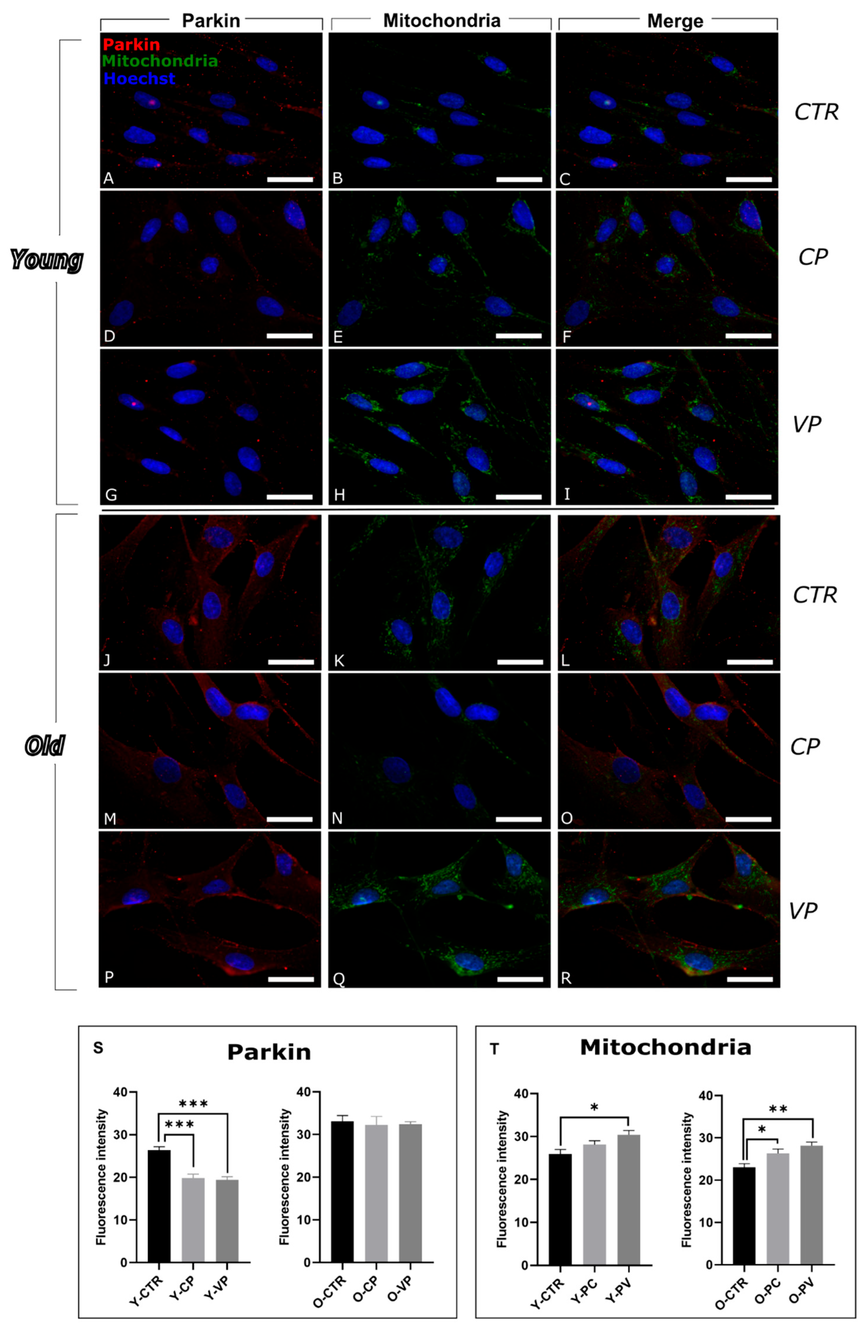 Nutrients 17 02147 g005