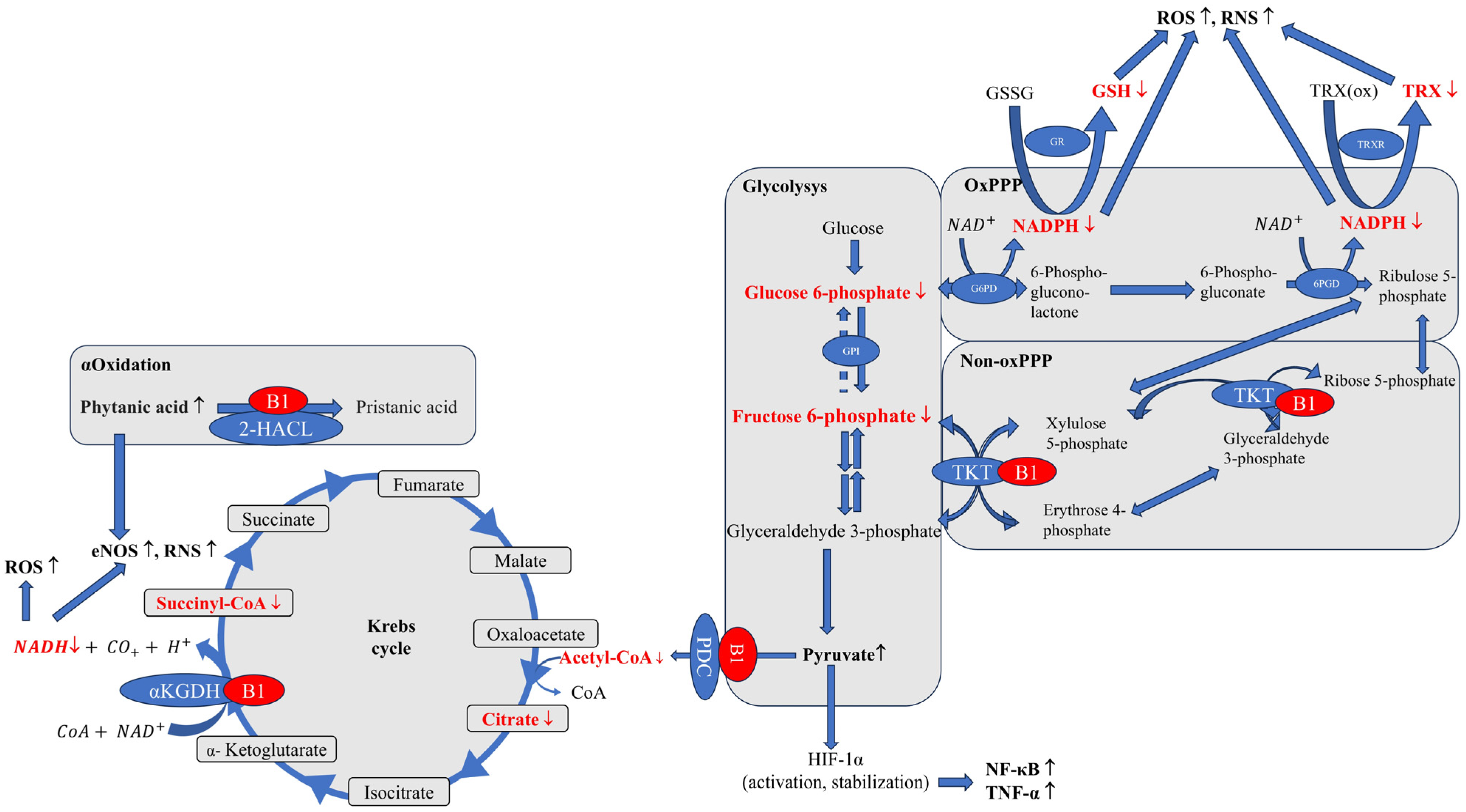 Nutrients 17 02206 g003 Nutrients 17 02206 g003
