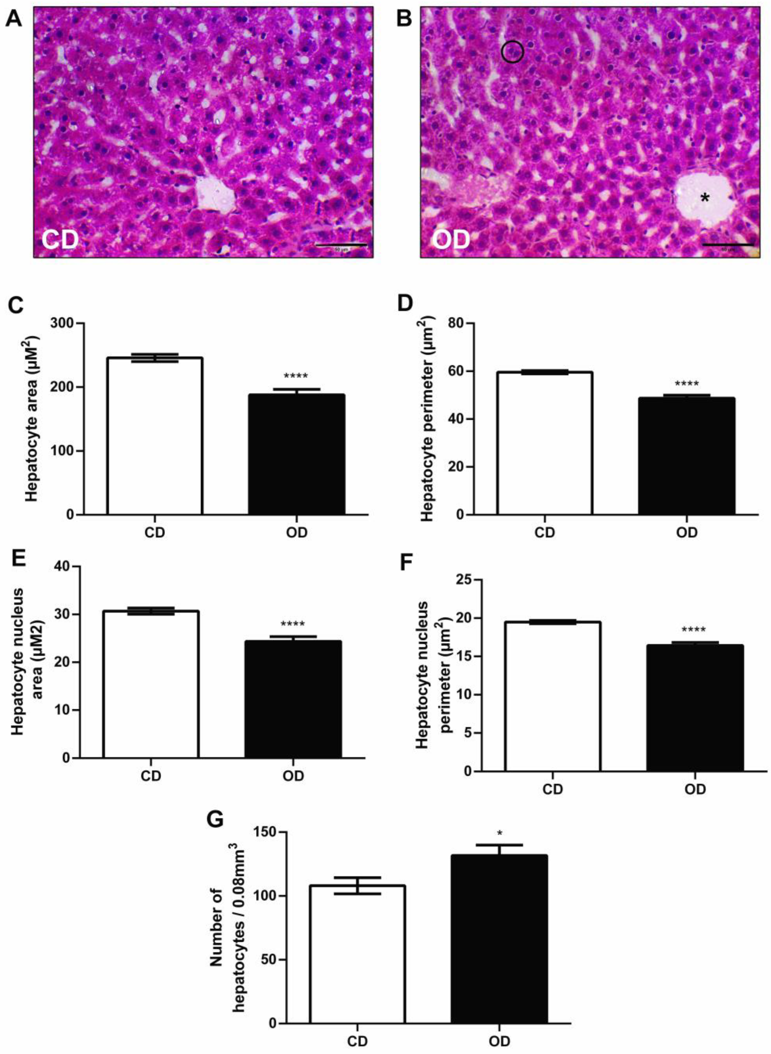 Nutrients 17 02219 g006 Nutrients 17 02219 g006