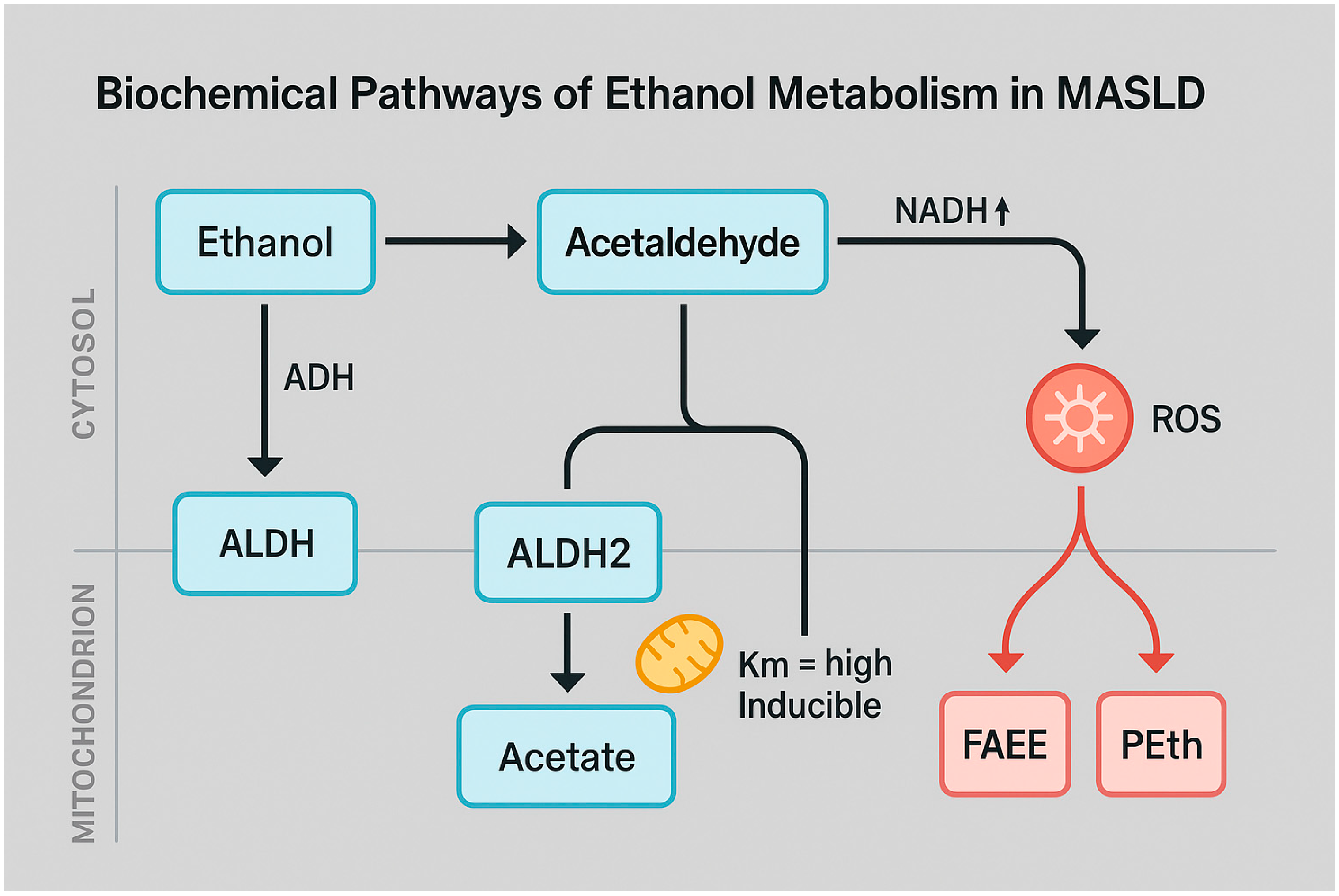 Nutrients 17 02229 g001