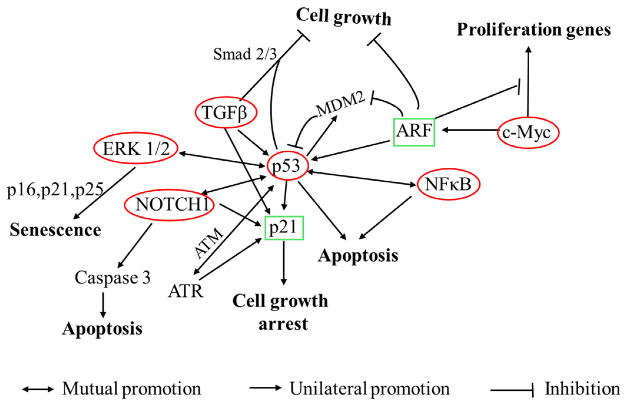 Nutrients 17 02554 g012 Nutrients 17 02554 g012