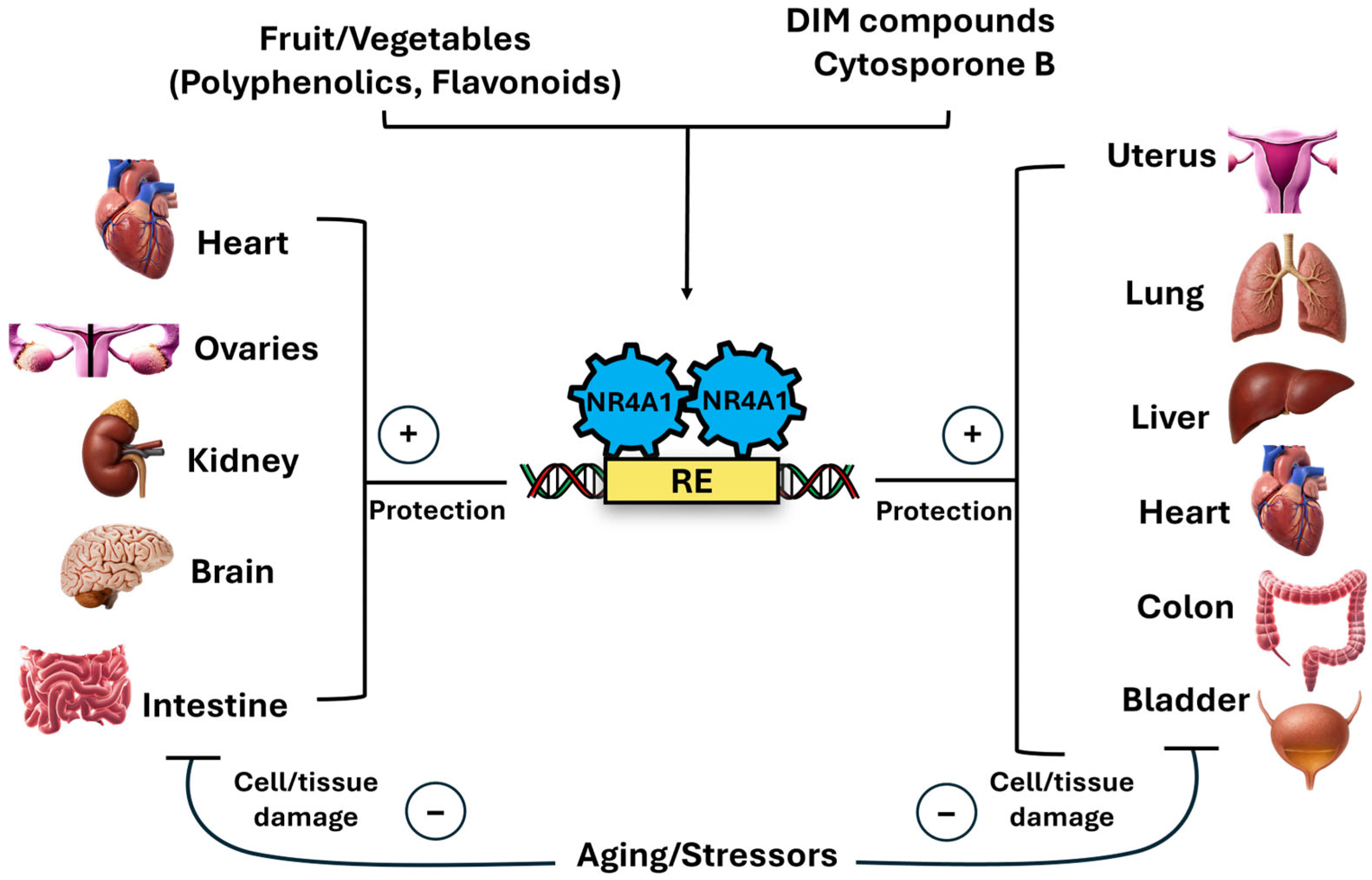 Nutrients 17 02709 g004