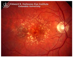 Nutrients 17 02964 i004 Nutrients 17 02964 i004