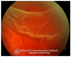 Nutrients 17 02964 i005 Nutrients 17 02964 i005