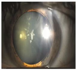 Nutrients 17 02964 i008 Nutrients 17 02964 i008