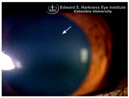 Nutrients 17 02964 i011 Nutrients 17 02964 i011