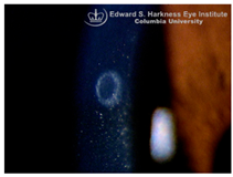 Nutrients 17 02964 i014 Nutrients 17 02964 i014