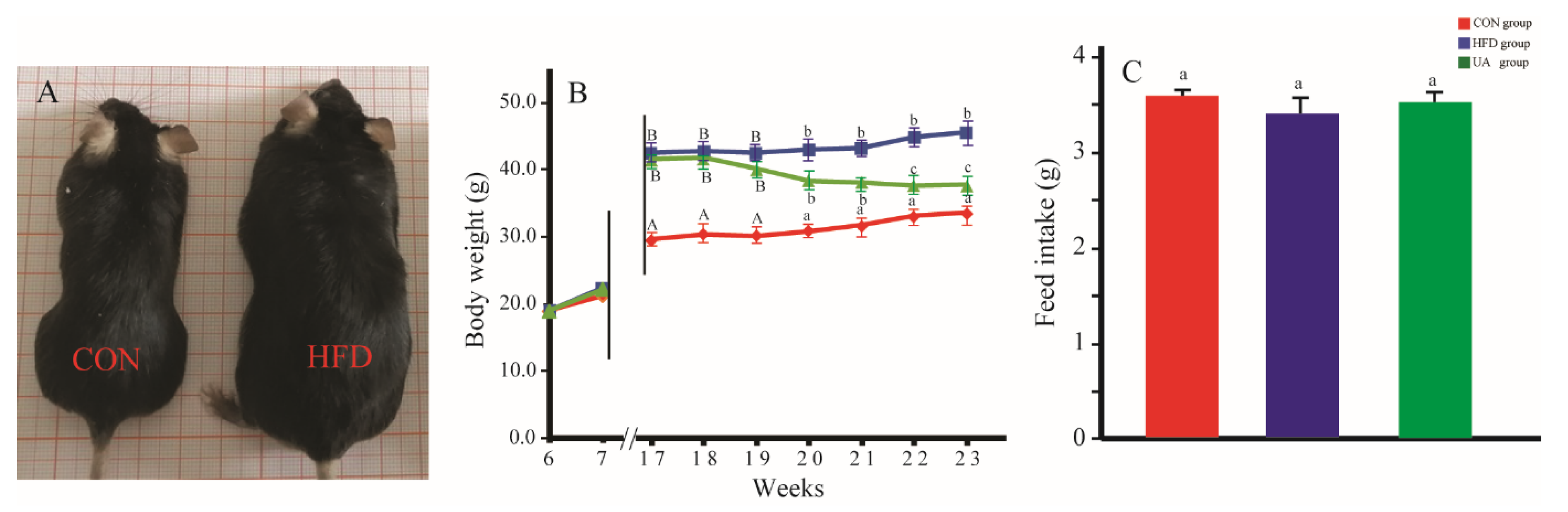 Nutrients 17 03158 g002 Nutrients 17 03158 g002