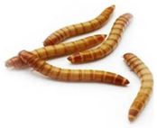 Nutrients 17 03165 i005