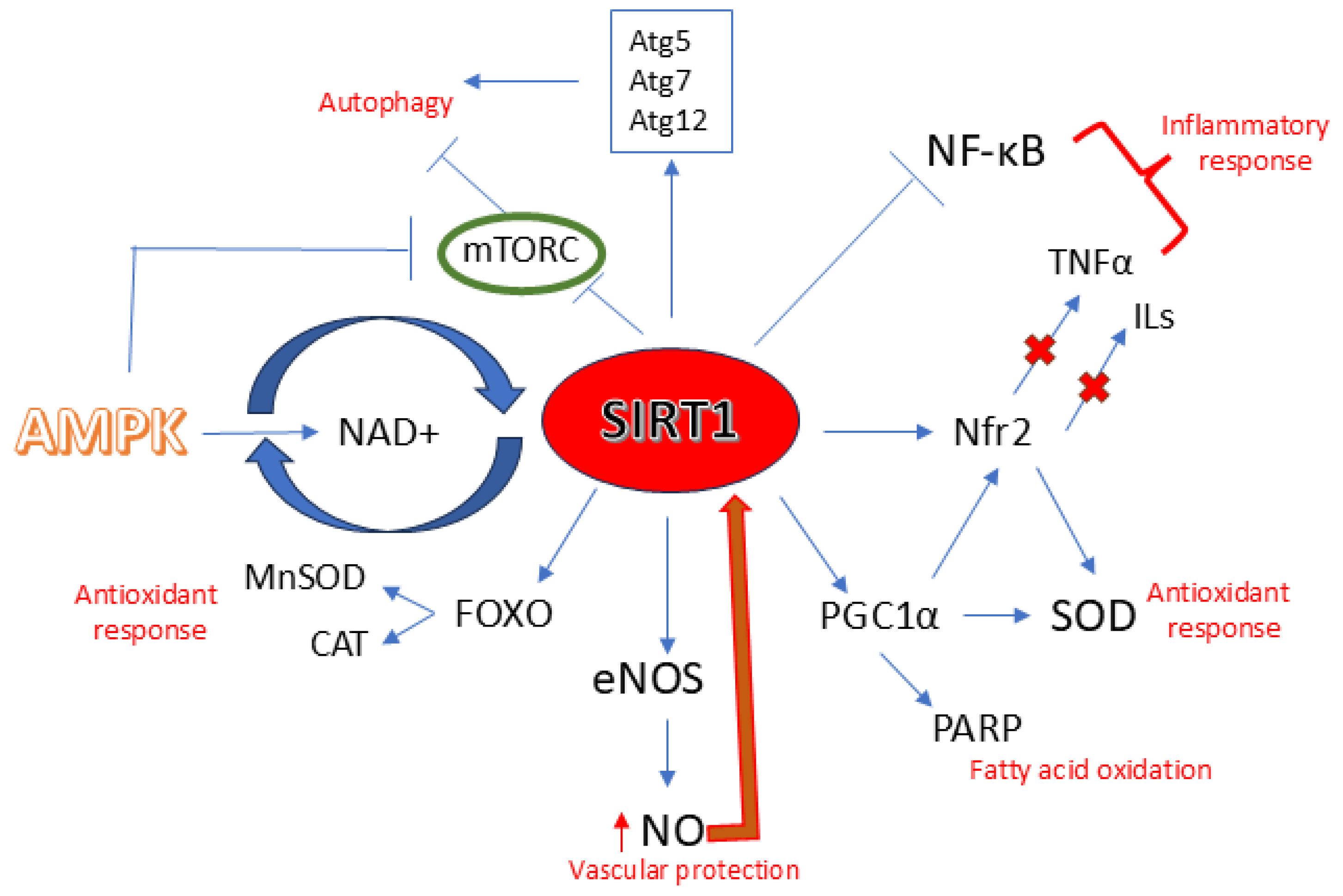 Nutrients 17 03316 g002