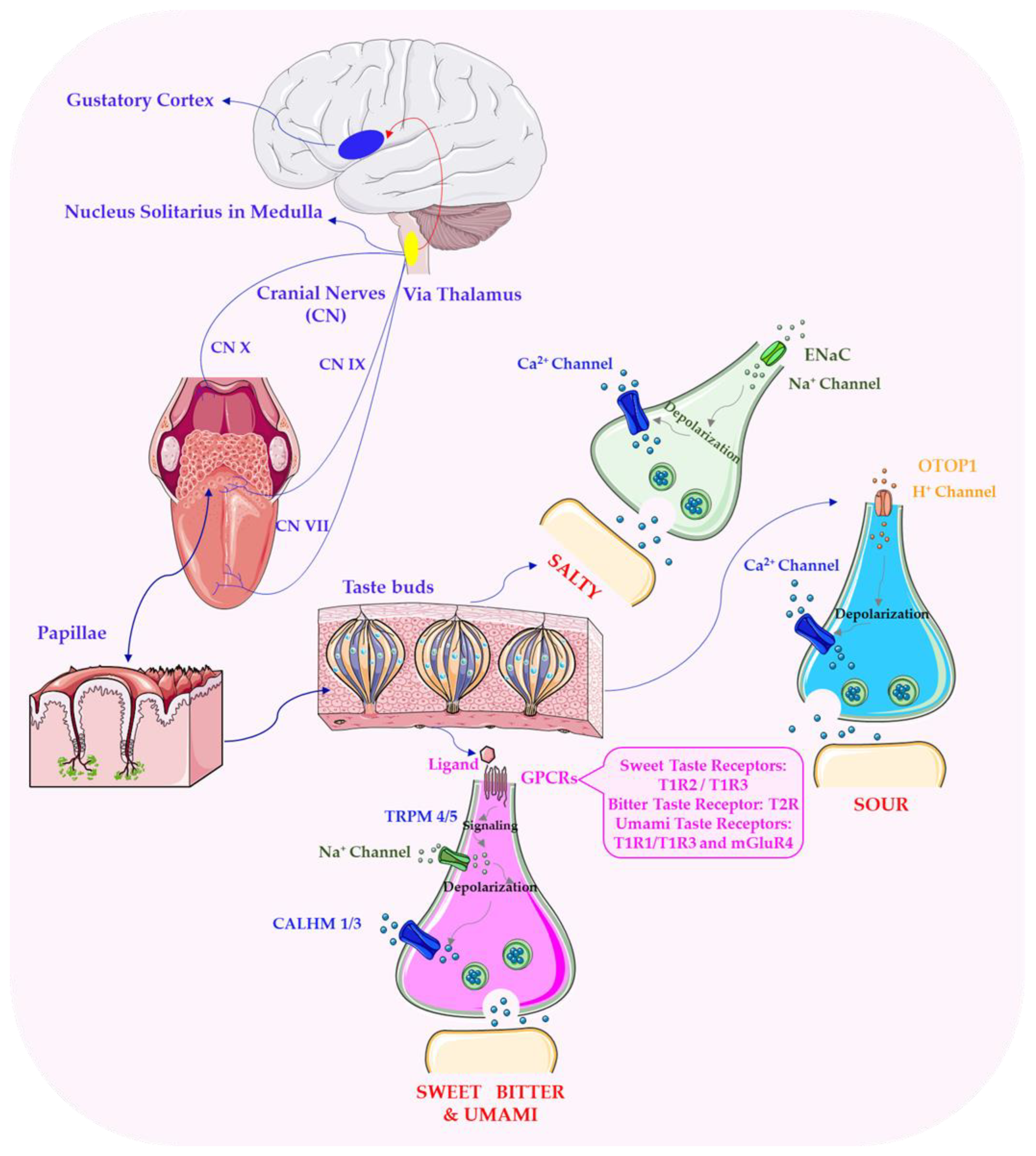 Nutrients 17 03319 g001