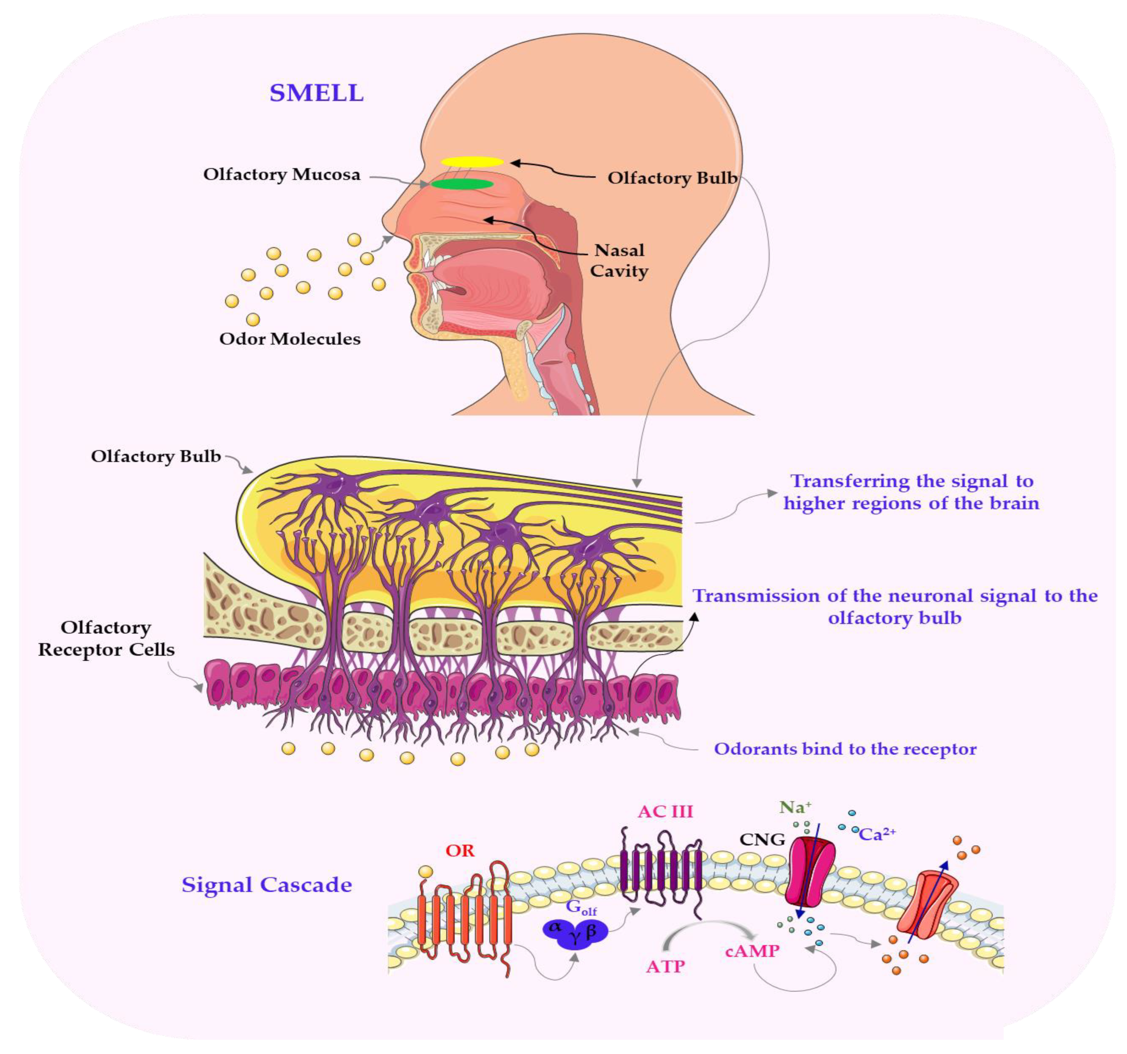 Nutrients 17 03319 g003