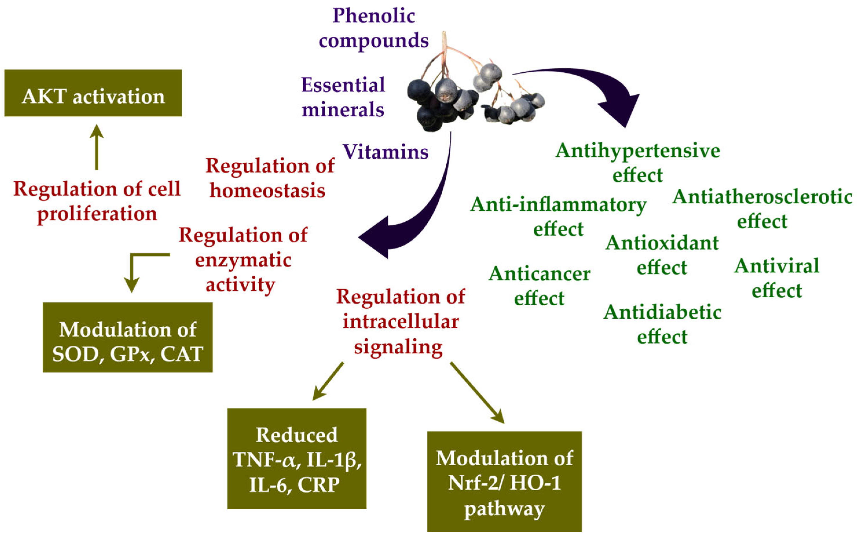 Nutrients 17 03333 g001
